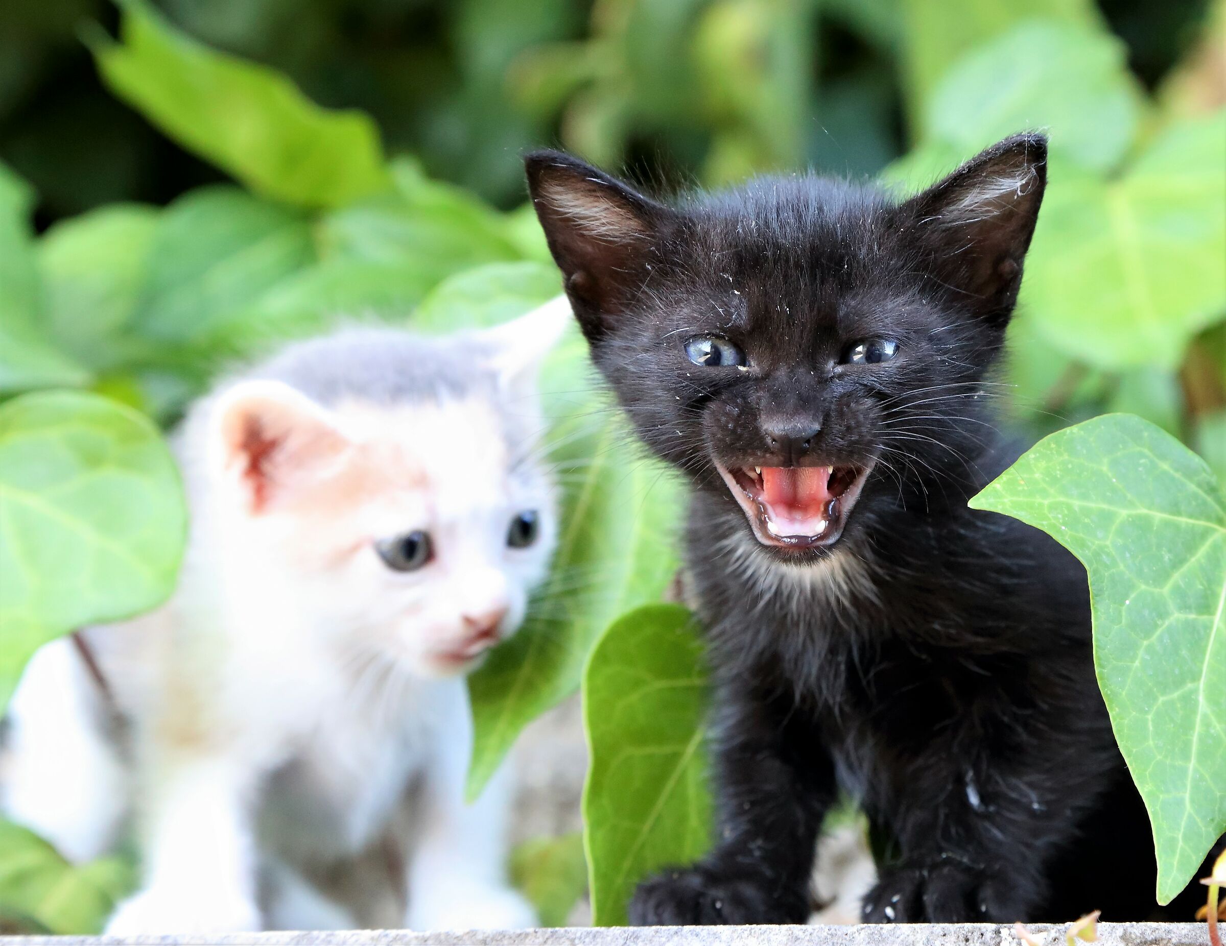 Er Cavajere Nero e er Cavajere Bianco