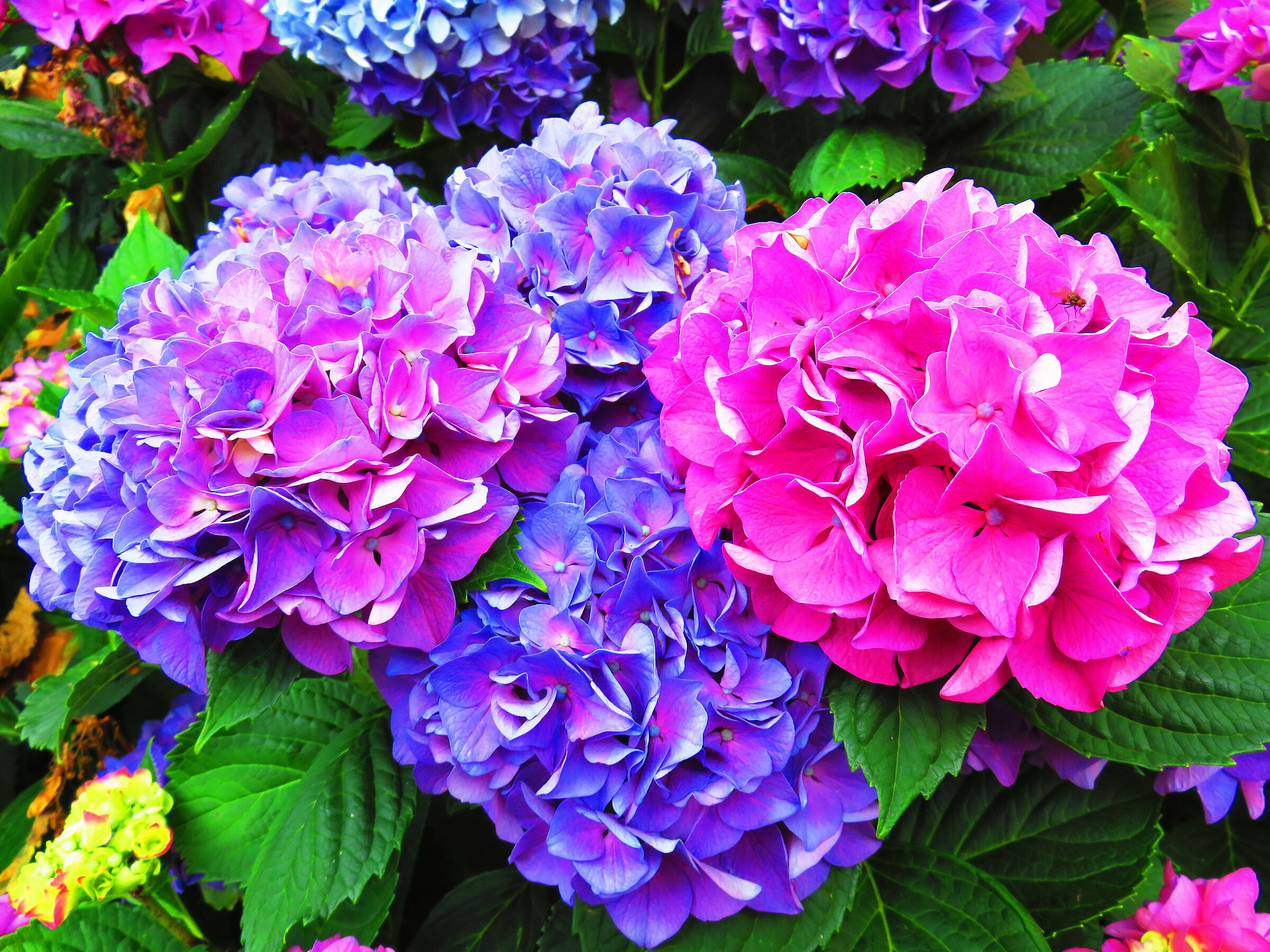 Portrait of Ortensie