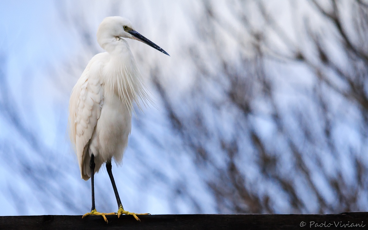 Egret thoughtful 2