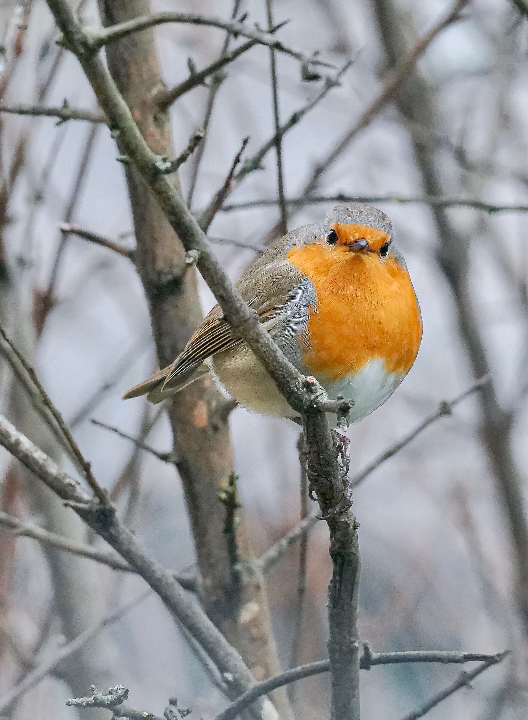 Friend Robin