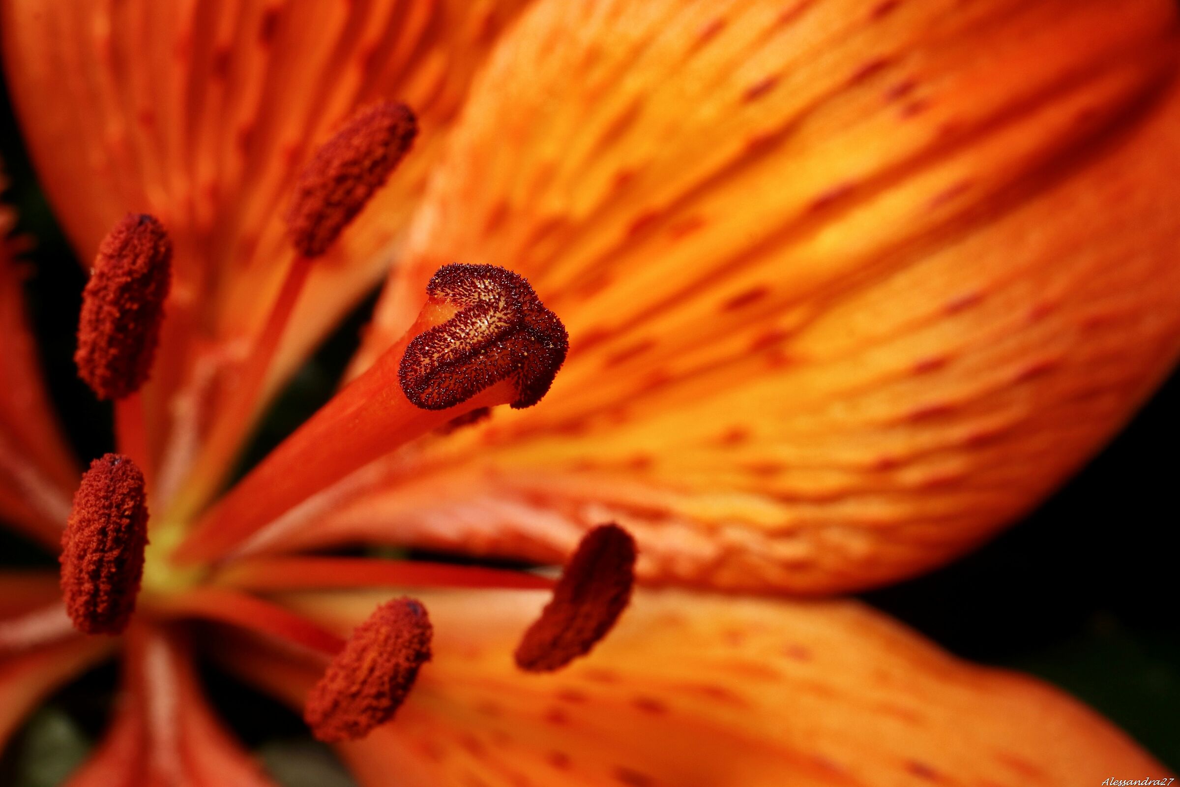 ... quando il cuore esplode ...