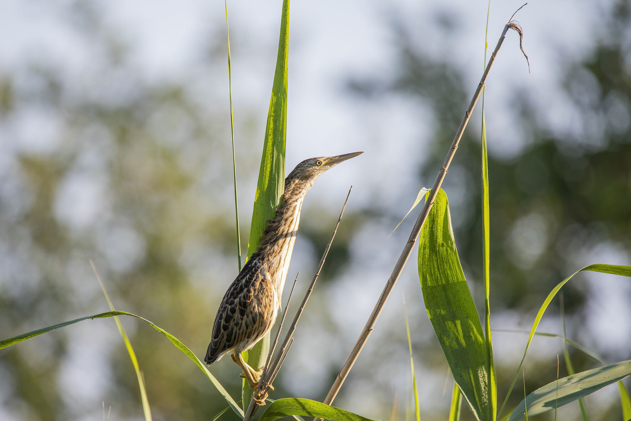 Ms. Tarabusino likes the penthouse.