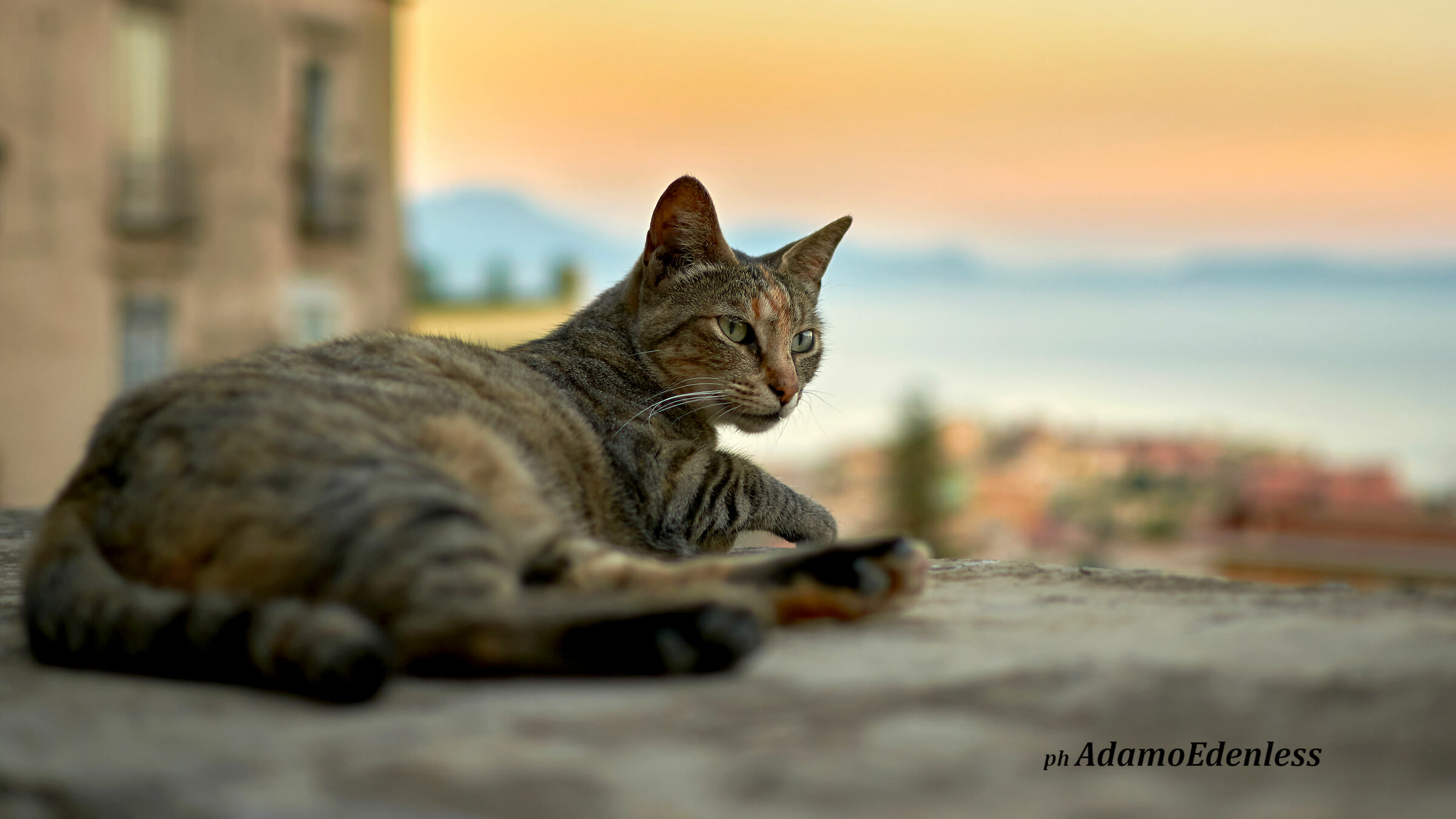 Cat on the panoramic wall