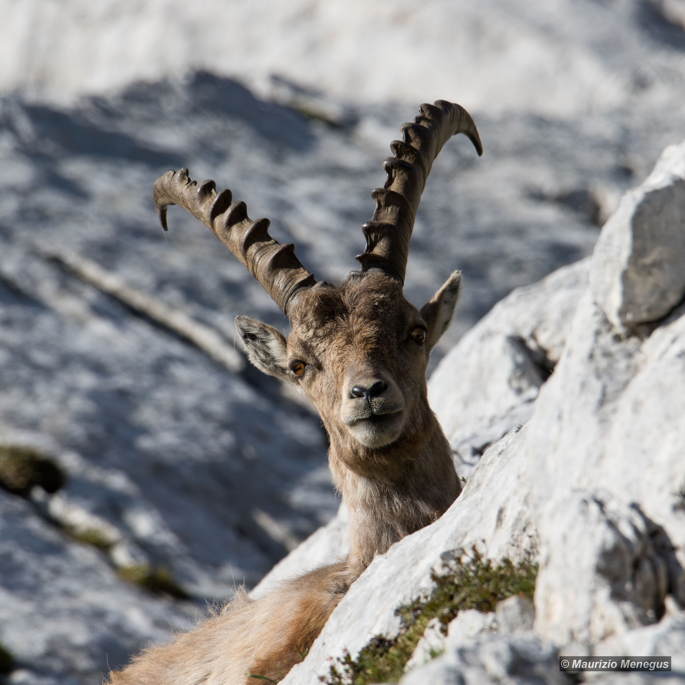 Giovane maschio in primo piano