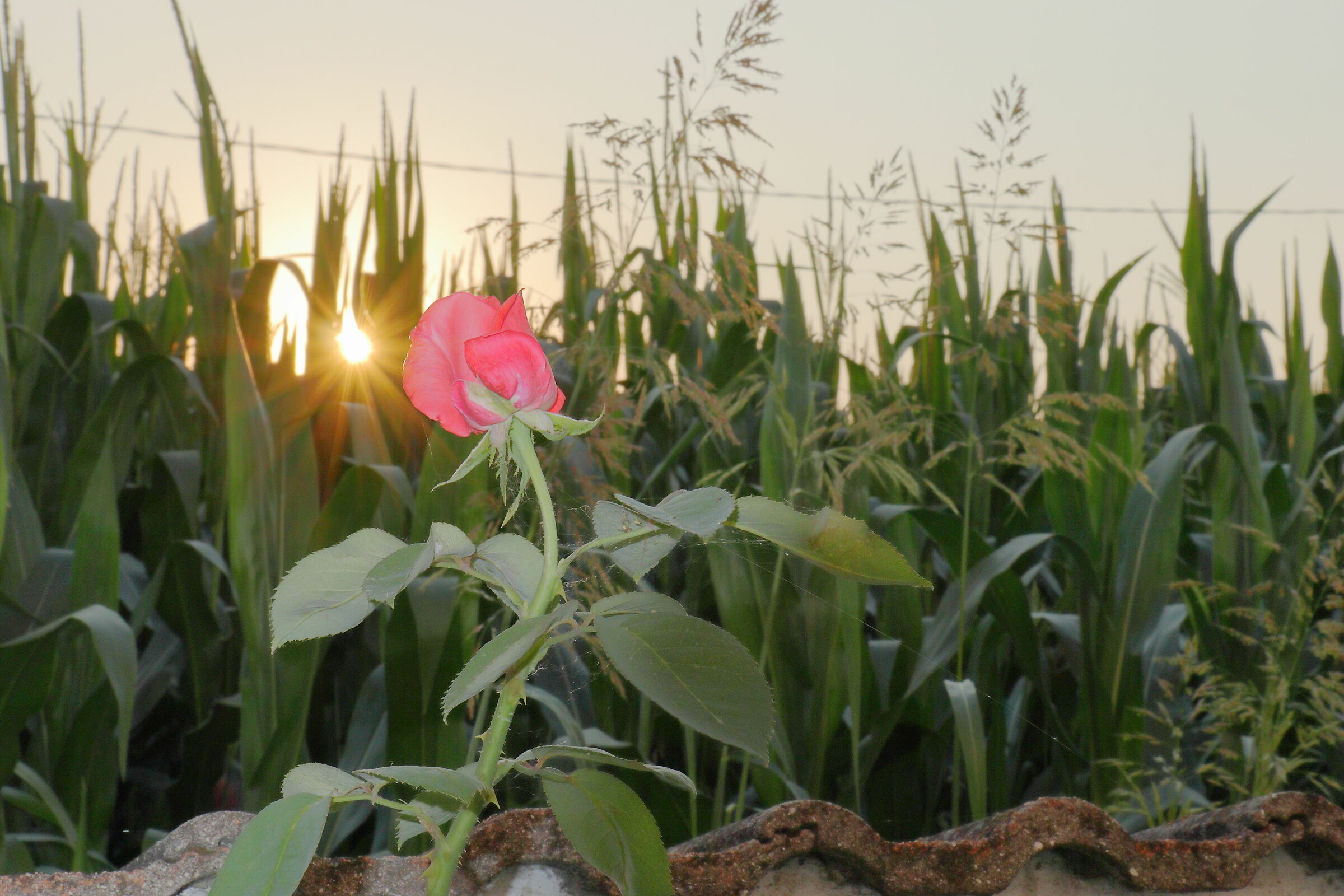 Rosa al tramonto dietro il campo di mais