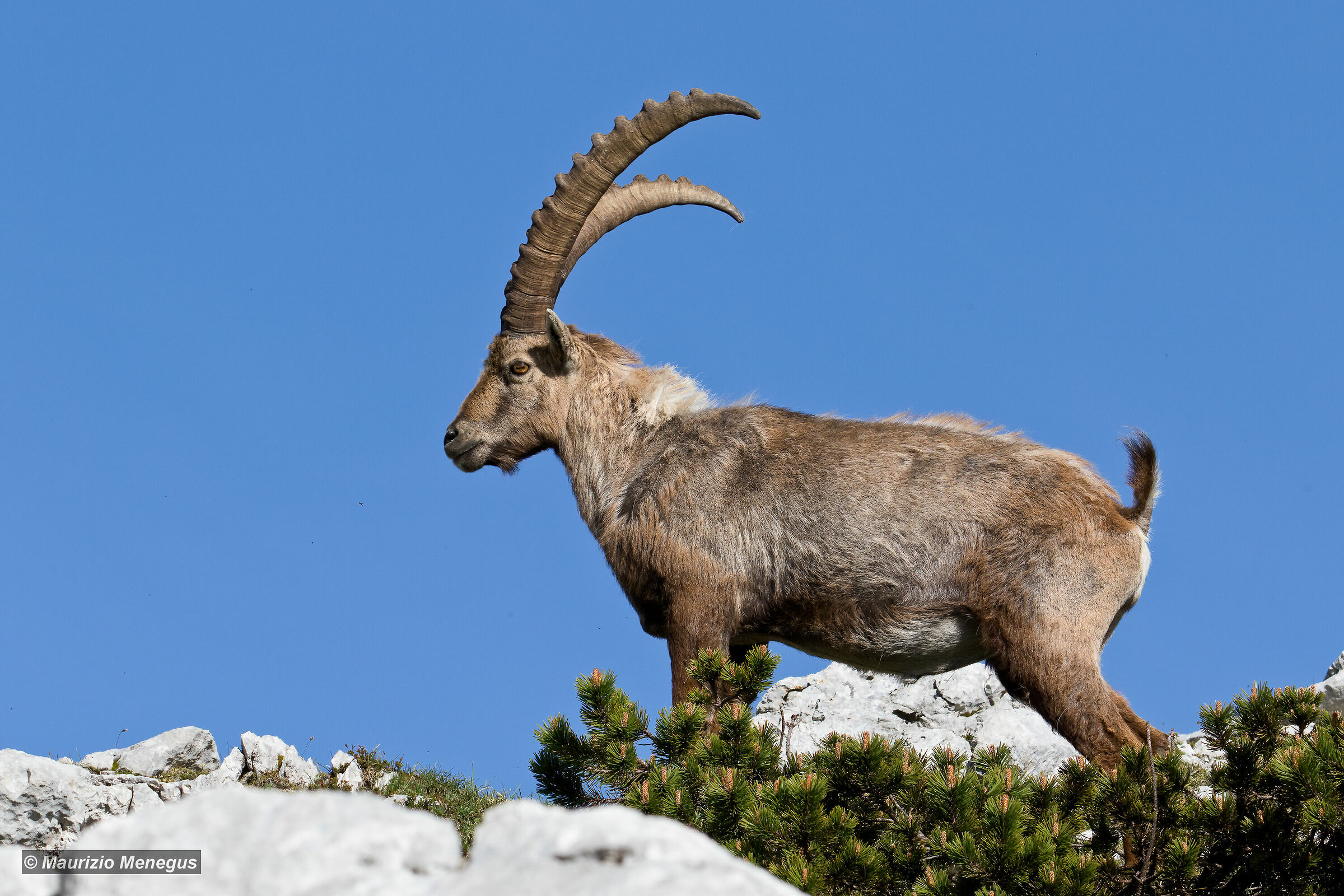 Maschio adulto contro il cielo