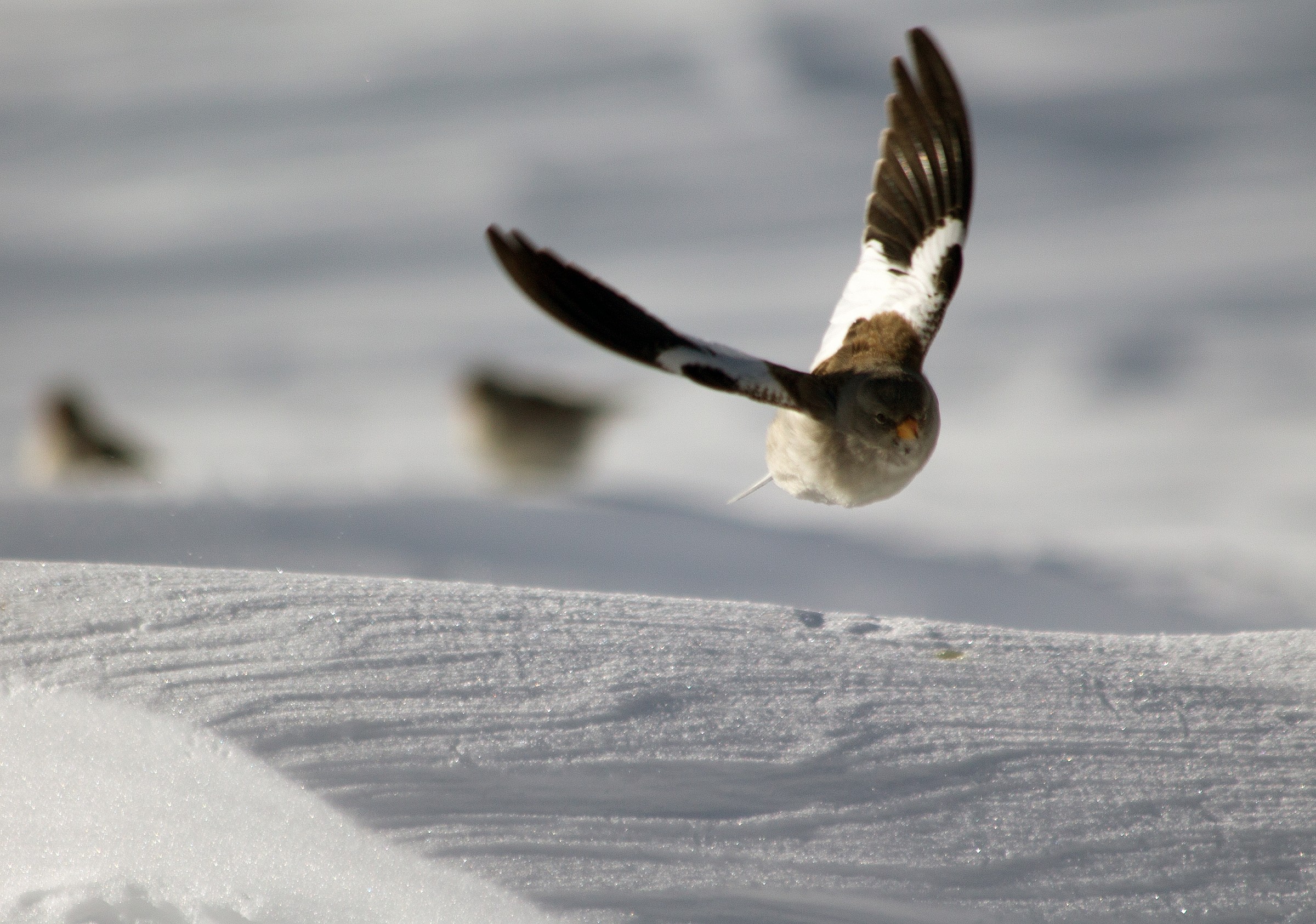 volaaarrreeeeeeee ohohoh