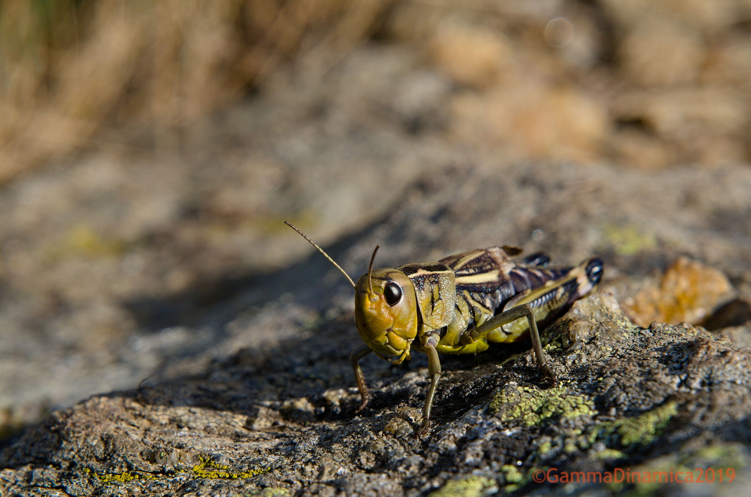 Macrofotografia a basso costo