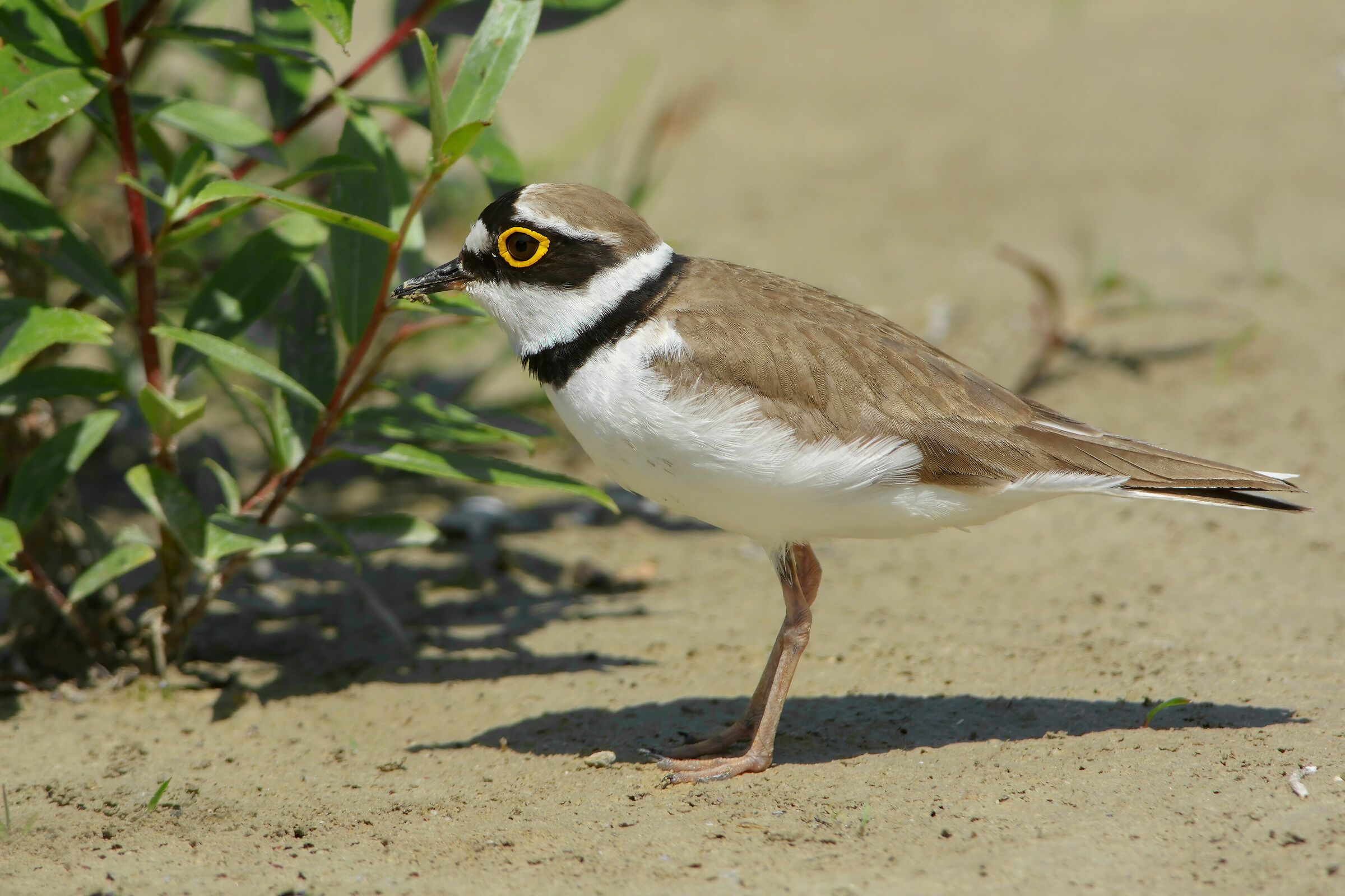 Corriere piccolo  (Charadrius dubius)