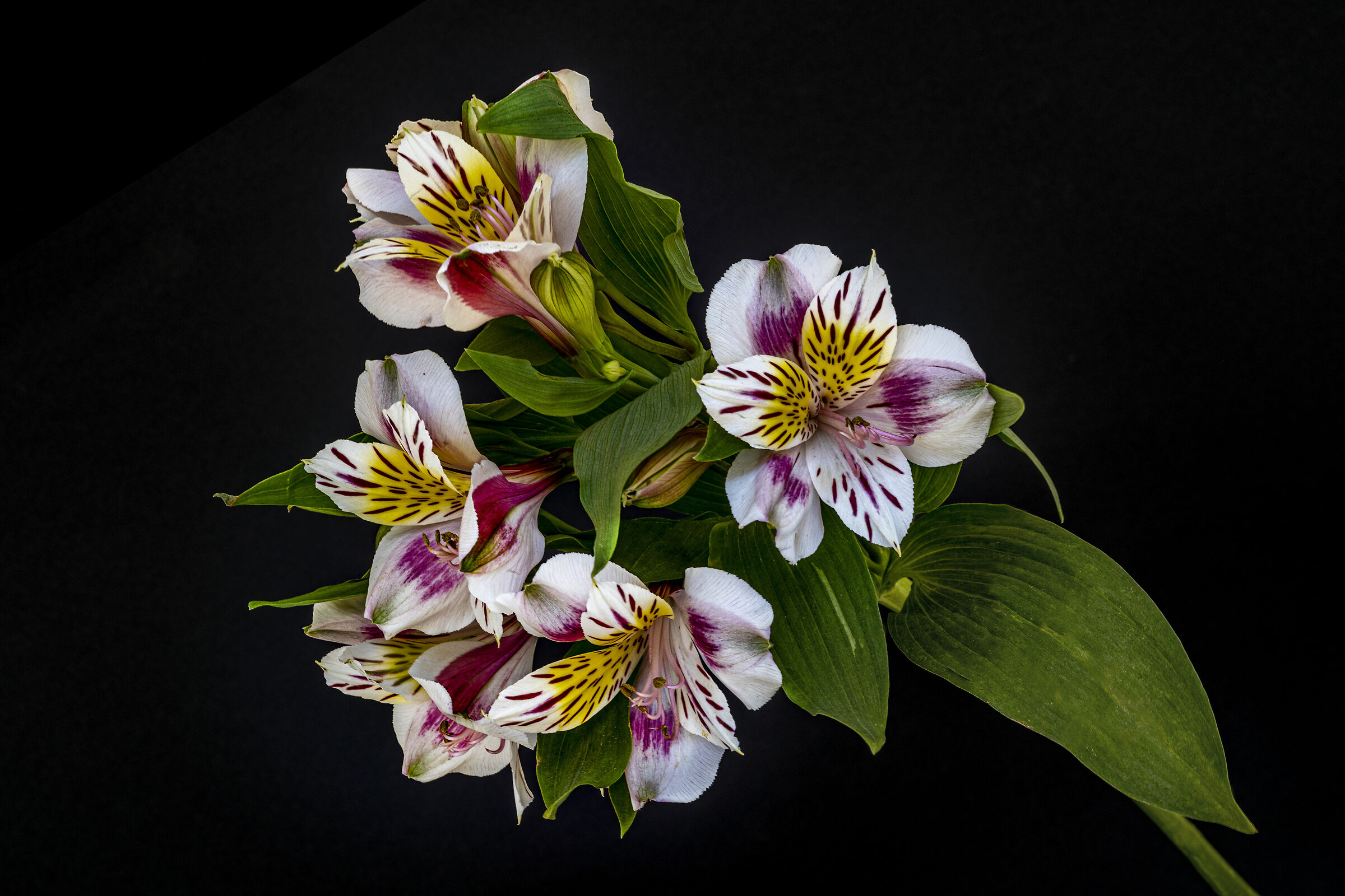 Alstroemeria, the flower of Friendship
