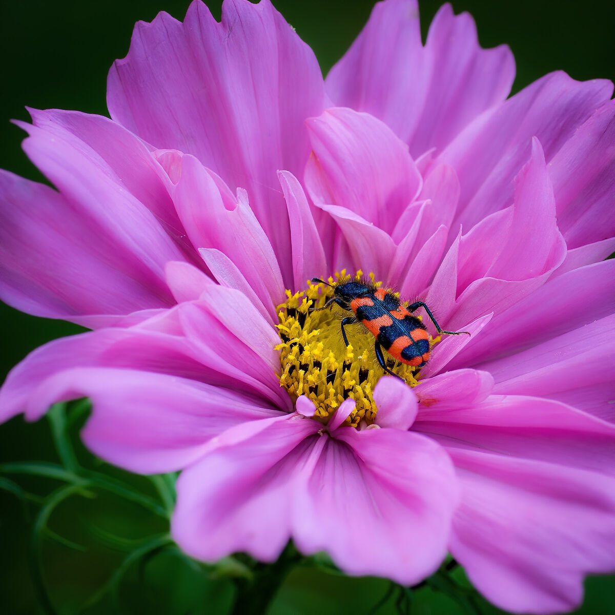 Beetle and Cosmos