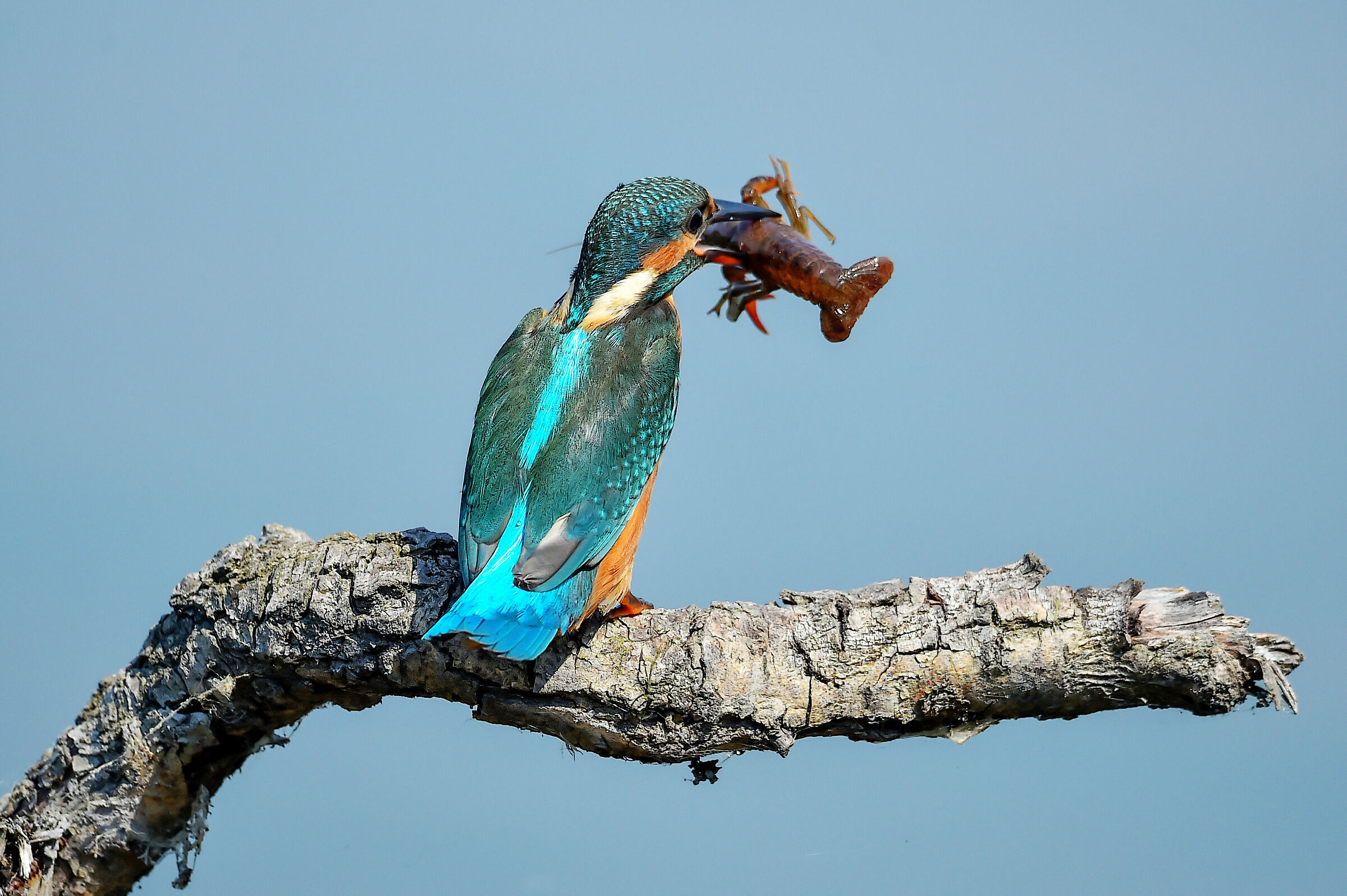Martinpescatore (Alcedo atthis)