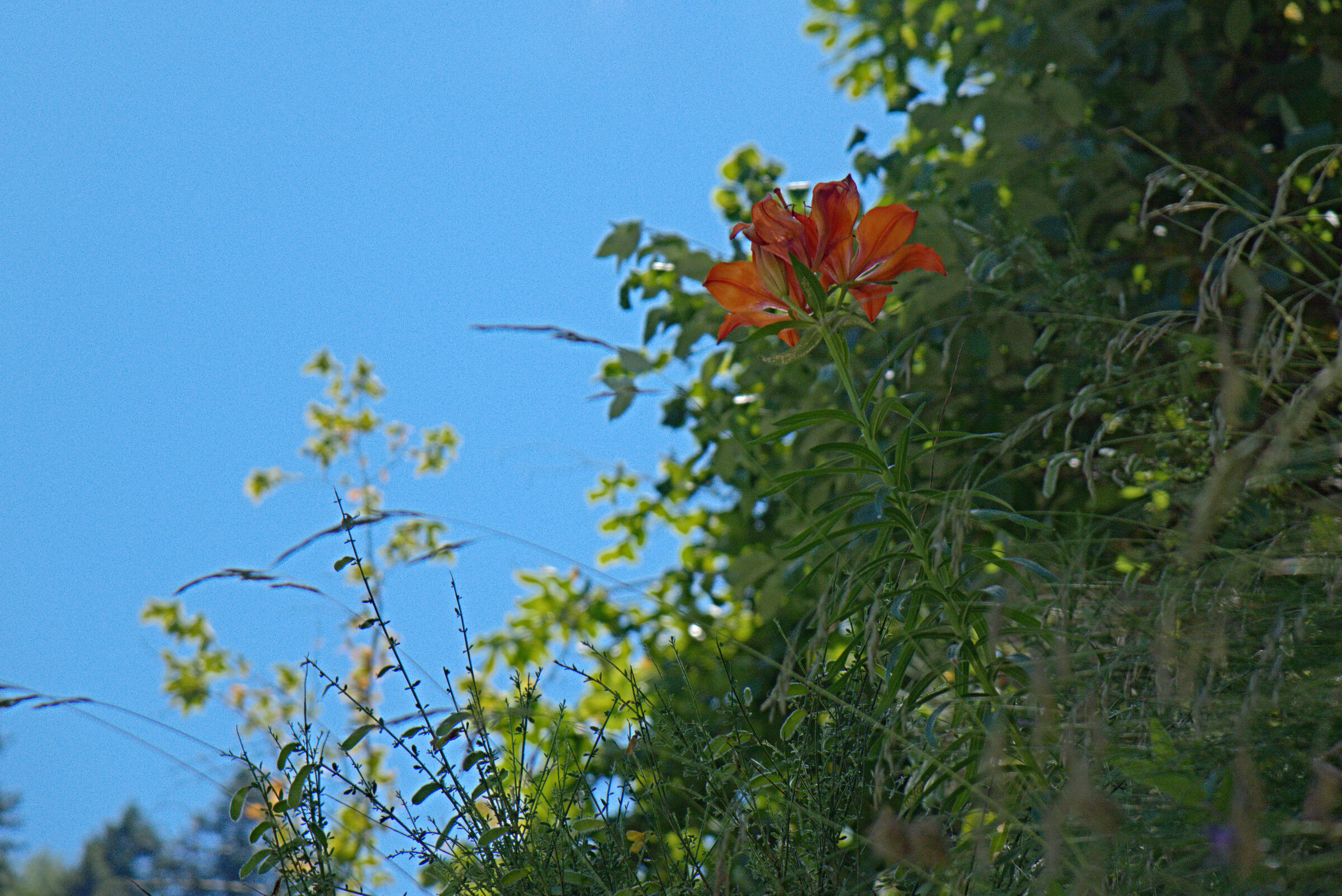 Giglio bulbifero elaborato con Corel Paintshop Pro 2020