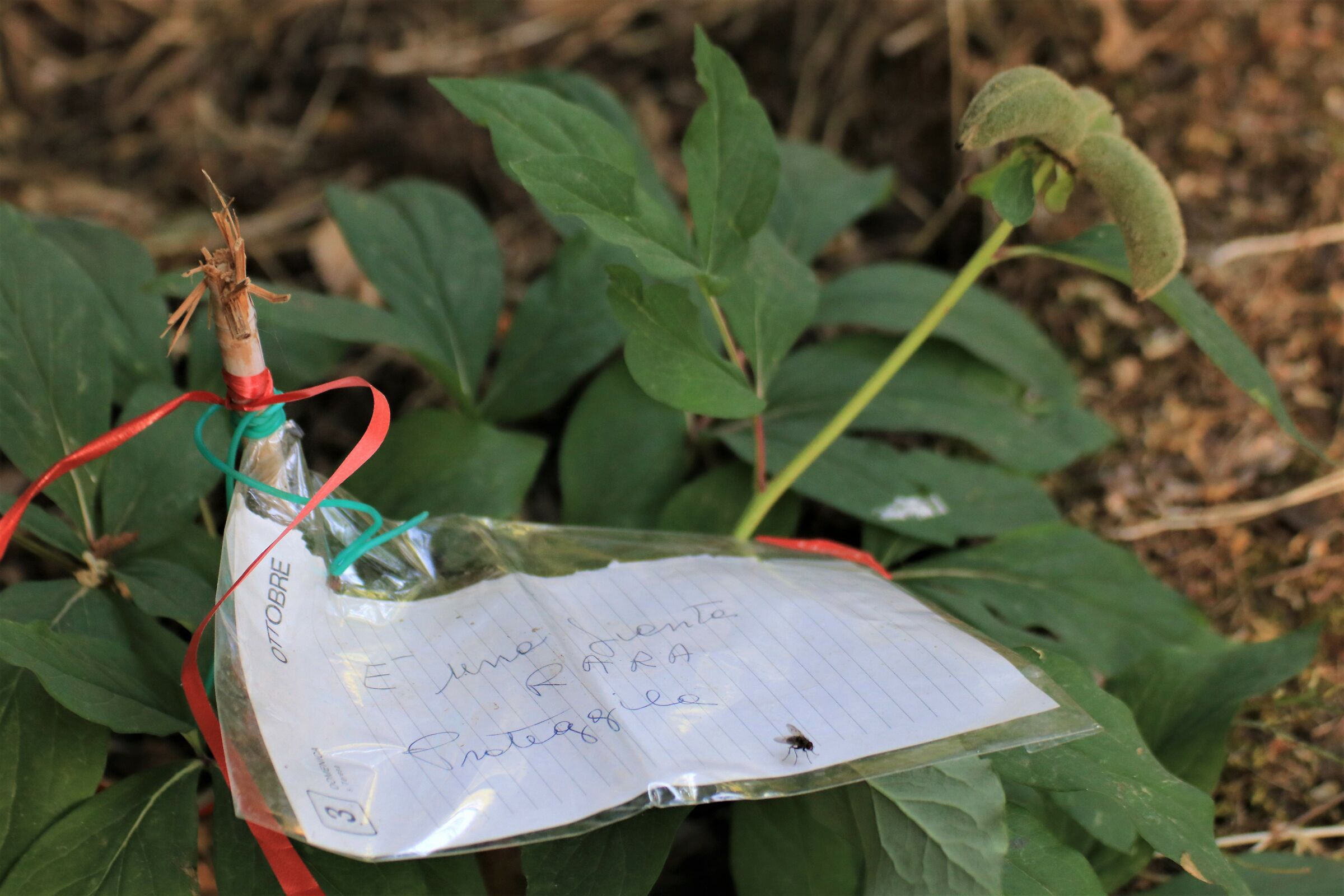 di che pianta si tratta?