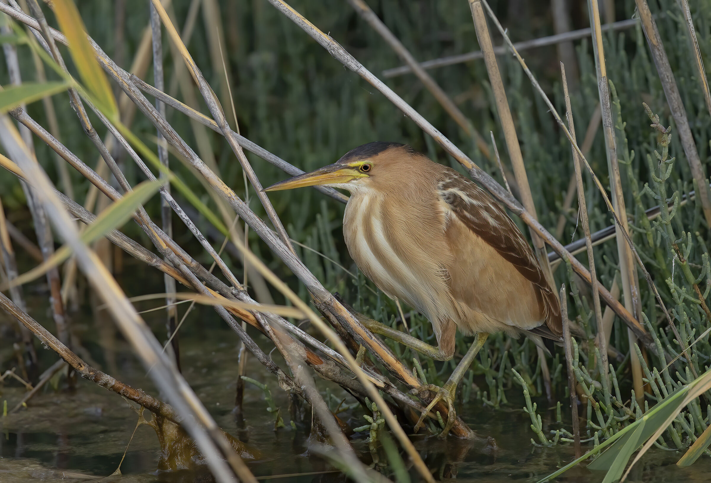 tarabusino, (ixobrychus minutus)
