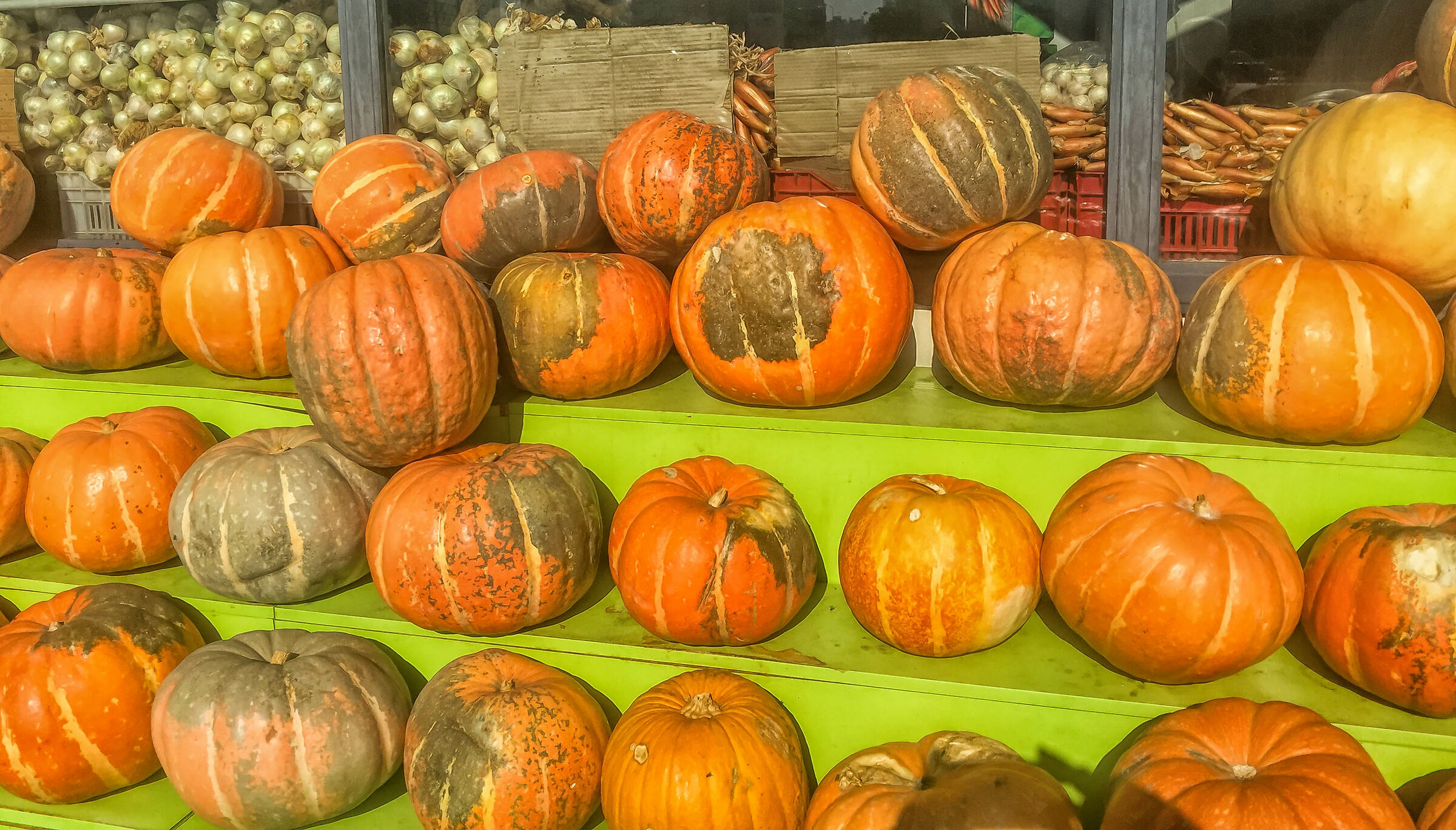 Pumkins presso Fadi's Shop