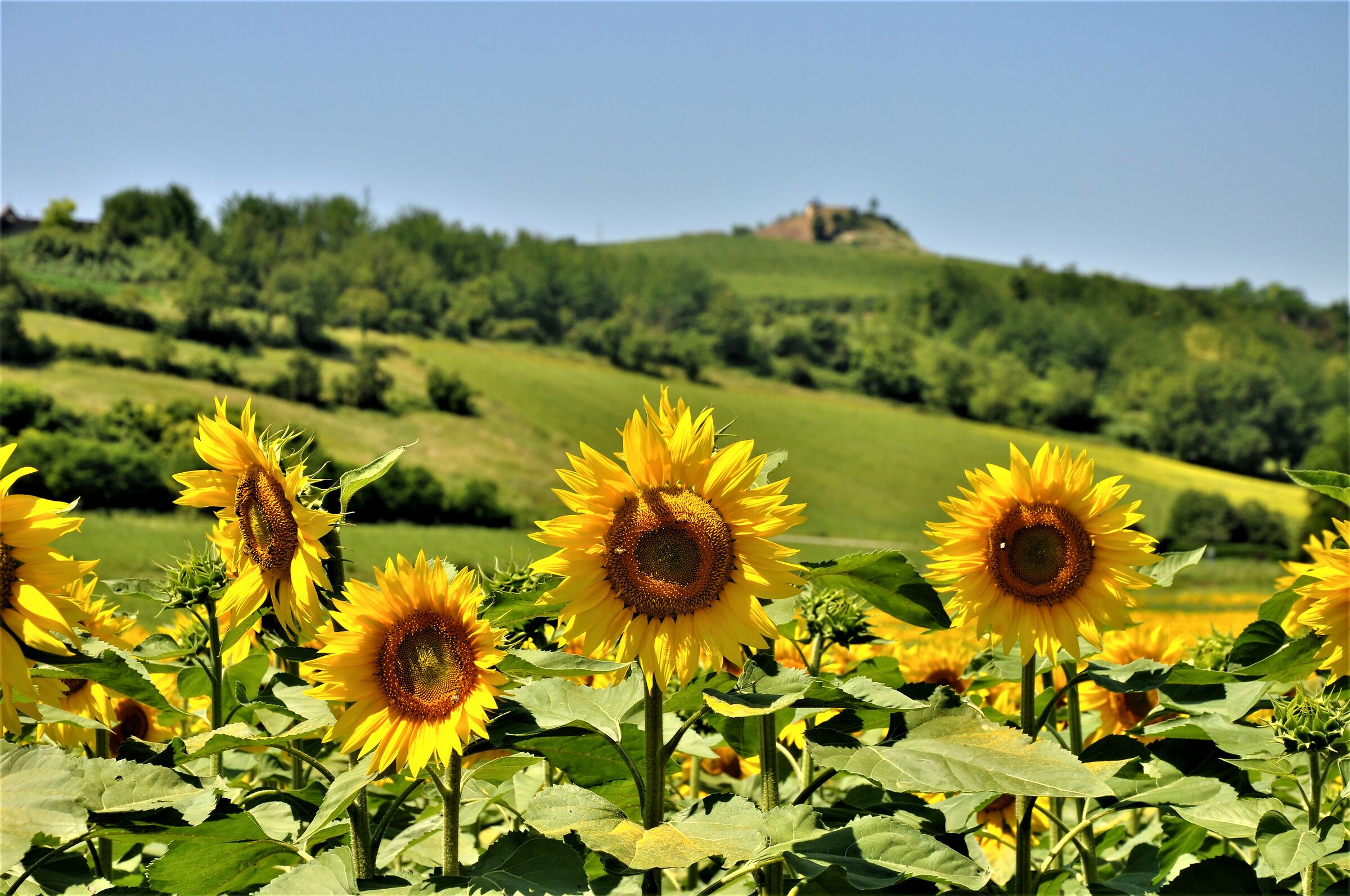 ...paesaggio con girasoli...