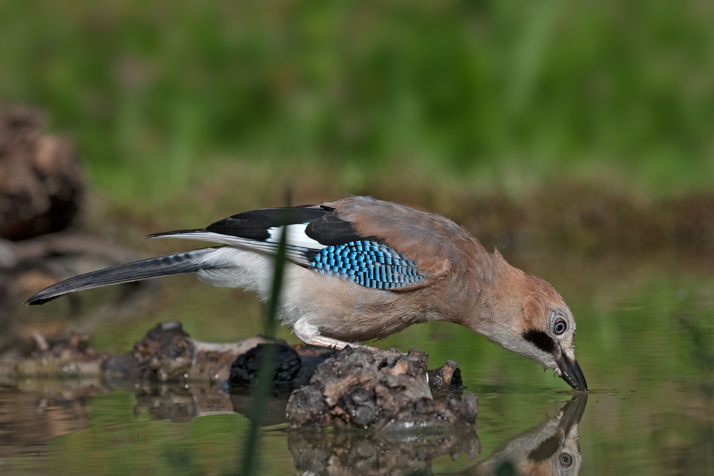 Abbevereta della Ghiandaia