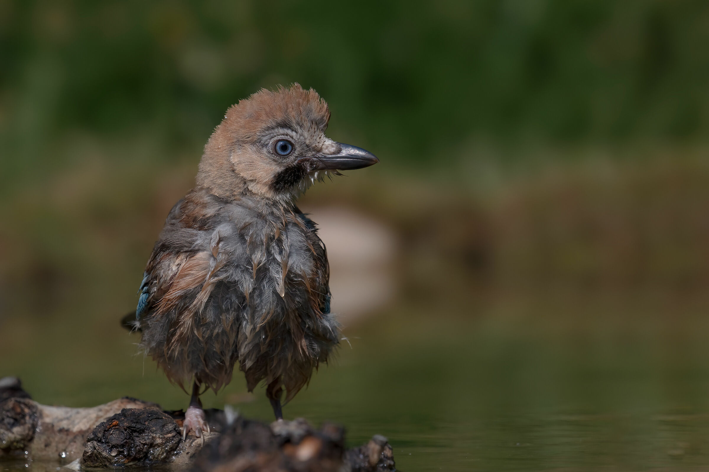 Ghiandaia bagnata in 6K