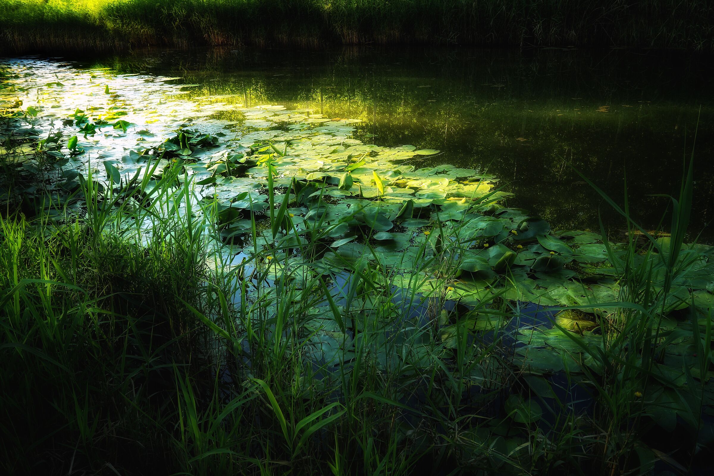 A ray of light in the pond.