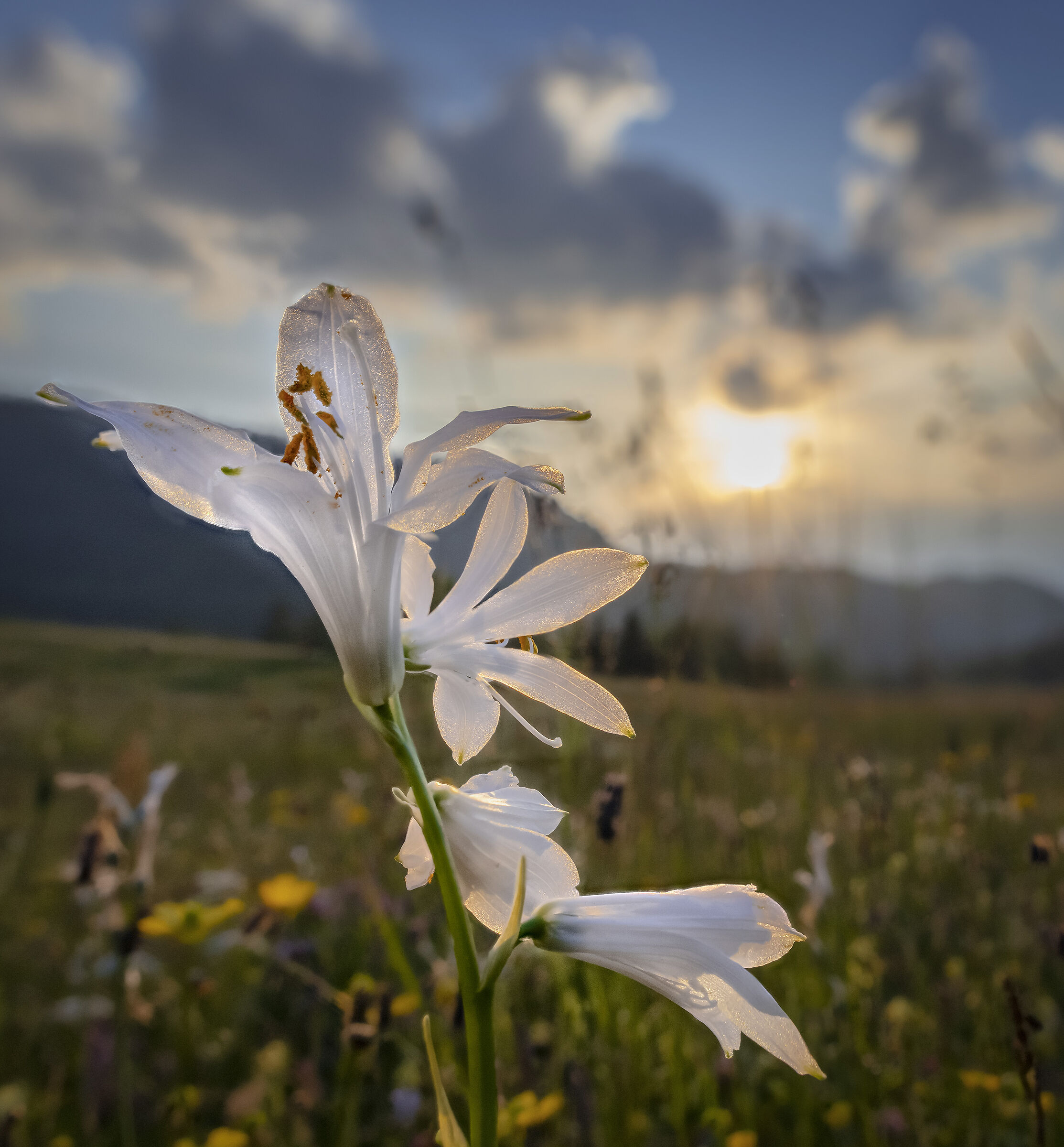 Giglio di monte al tramonto