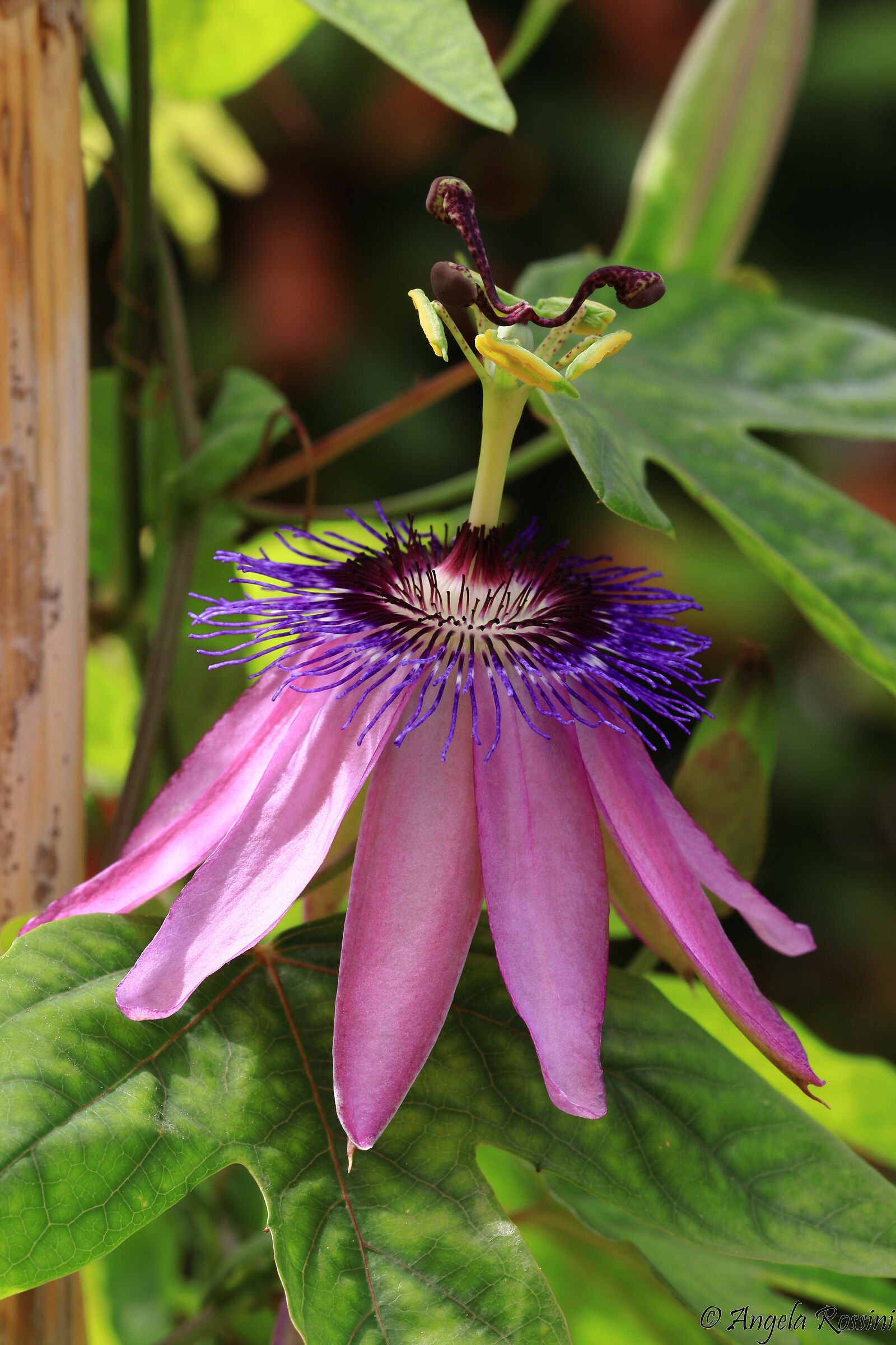 fiore della passione