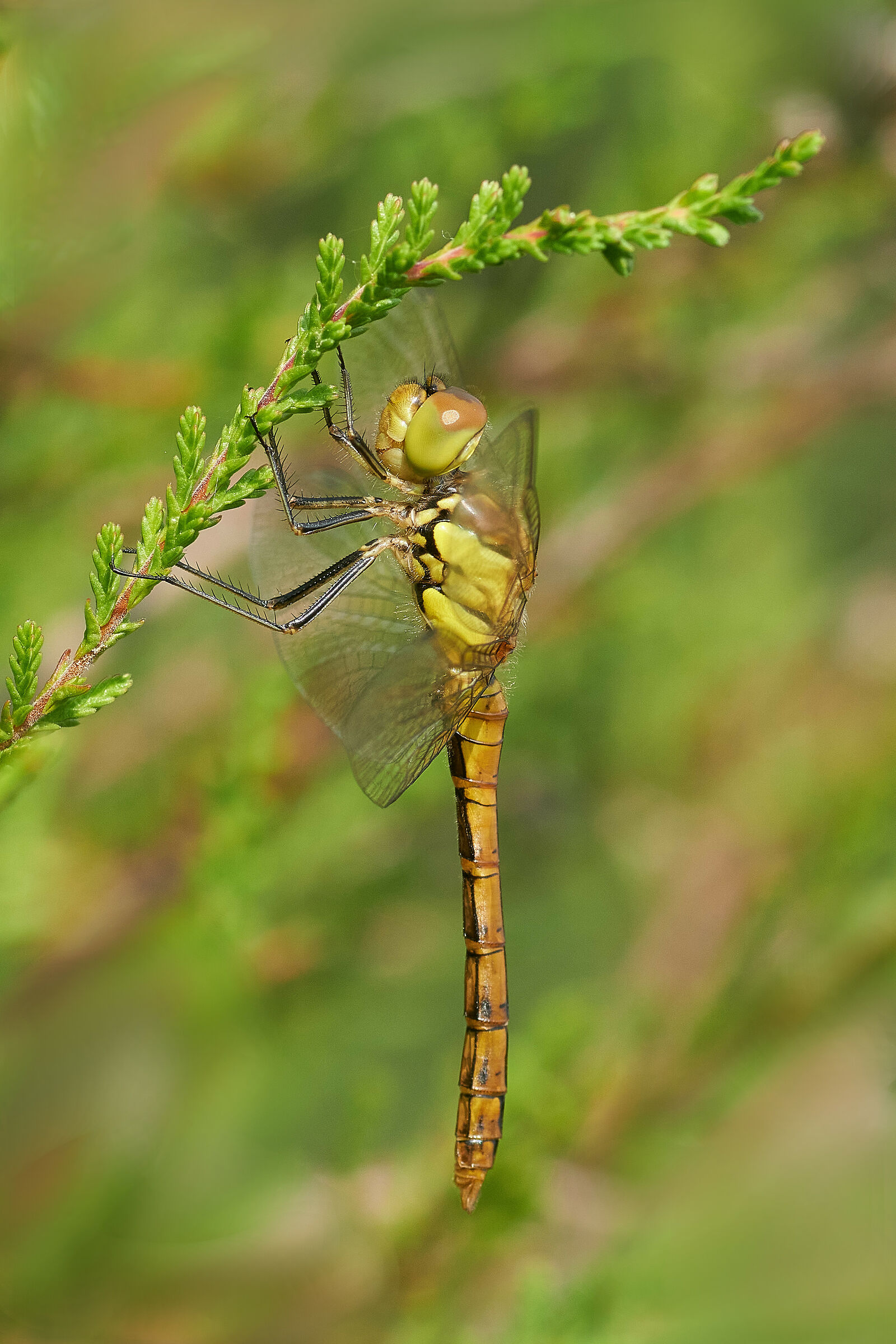 Sympetrum striolatum