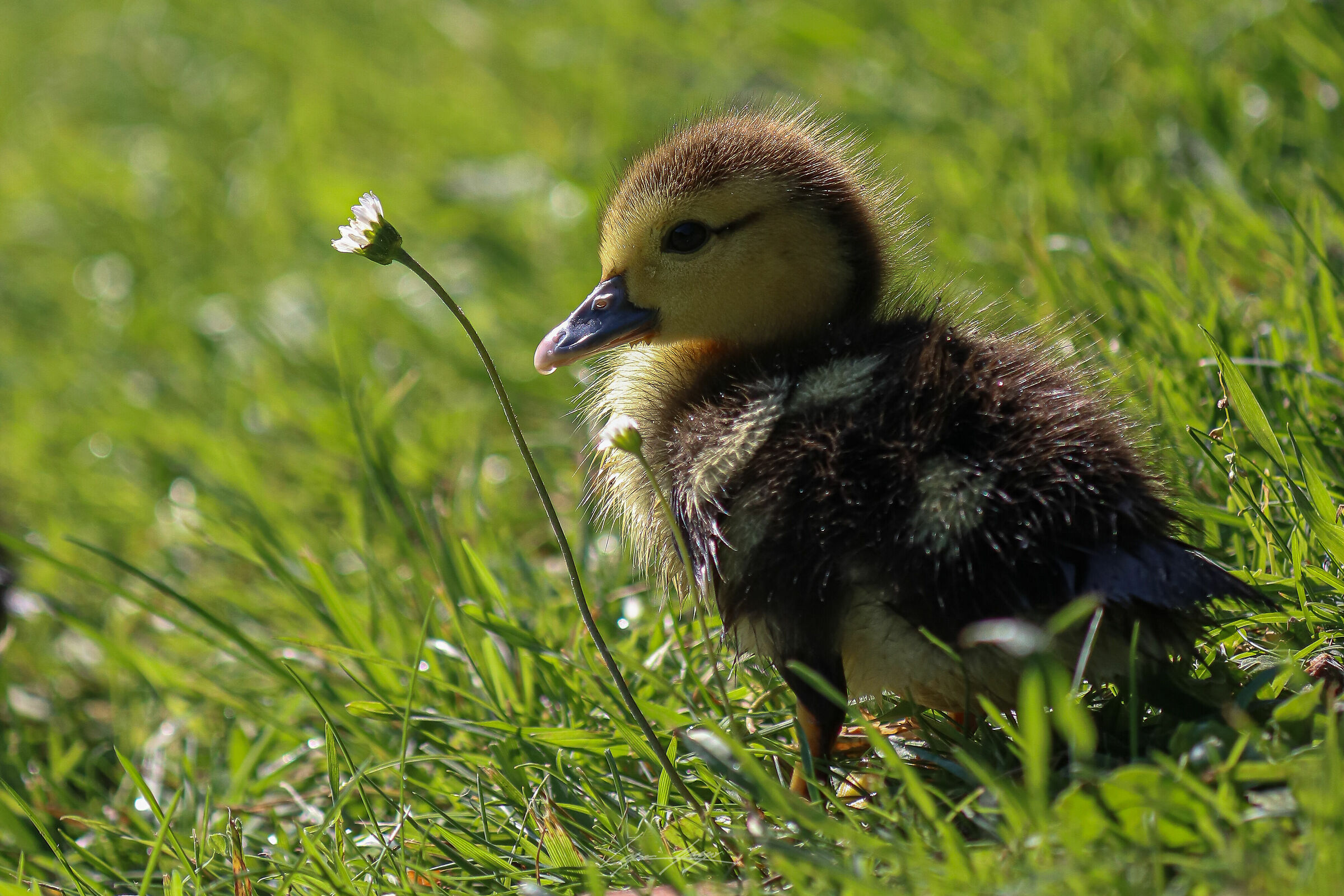 spettacolo della natura