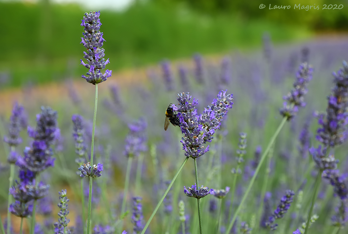 Lavandula  (Linneo 1753)