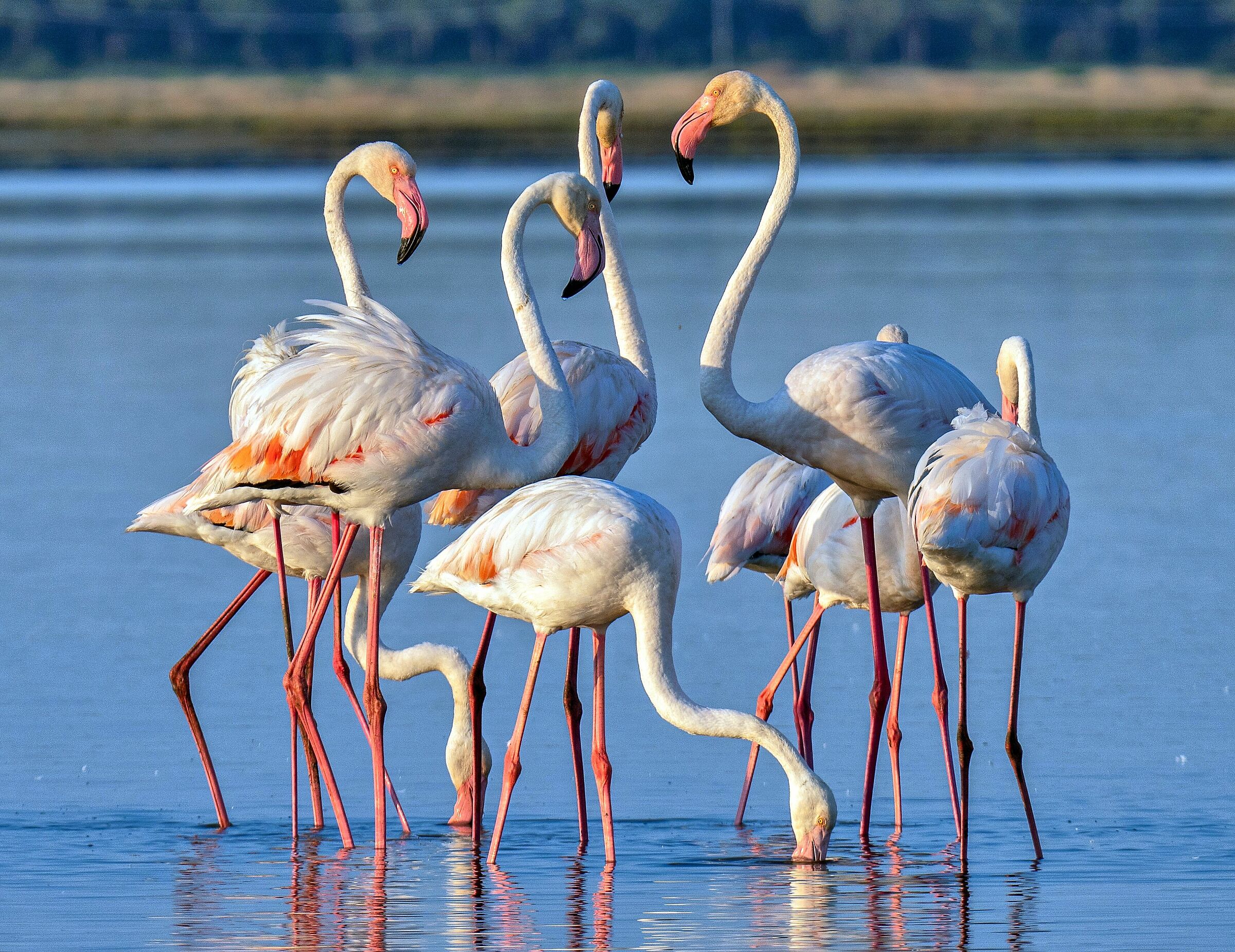 Fenicotteri alla Diaccia