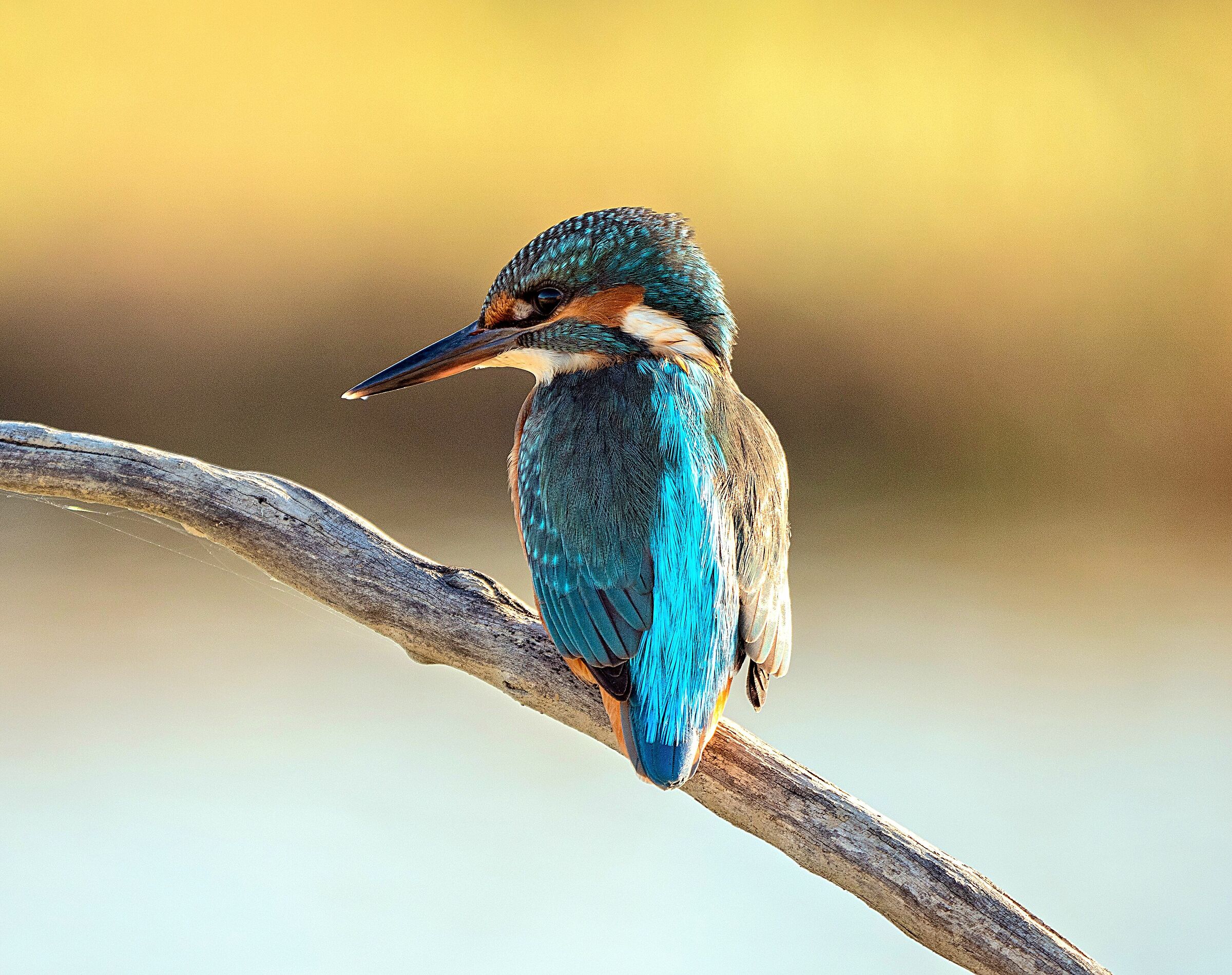 Ancora lui... Martino