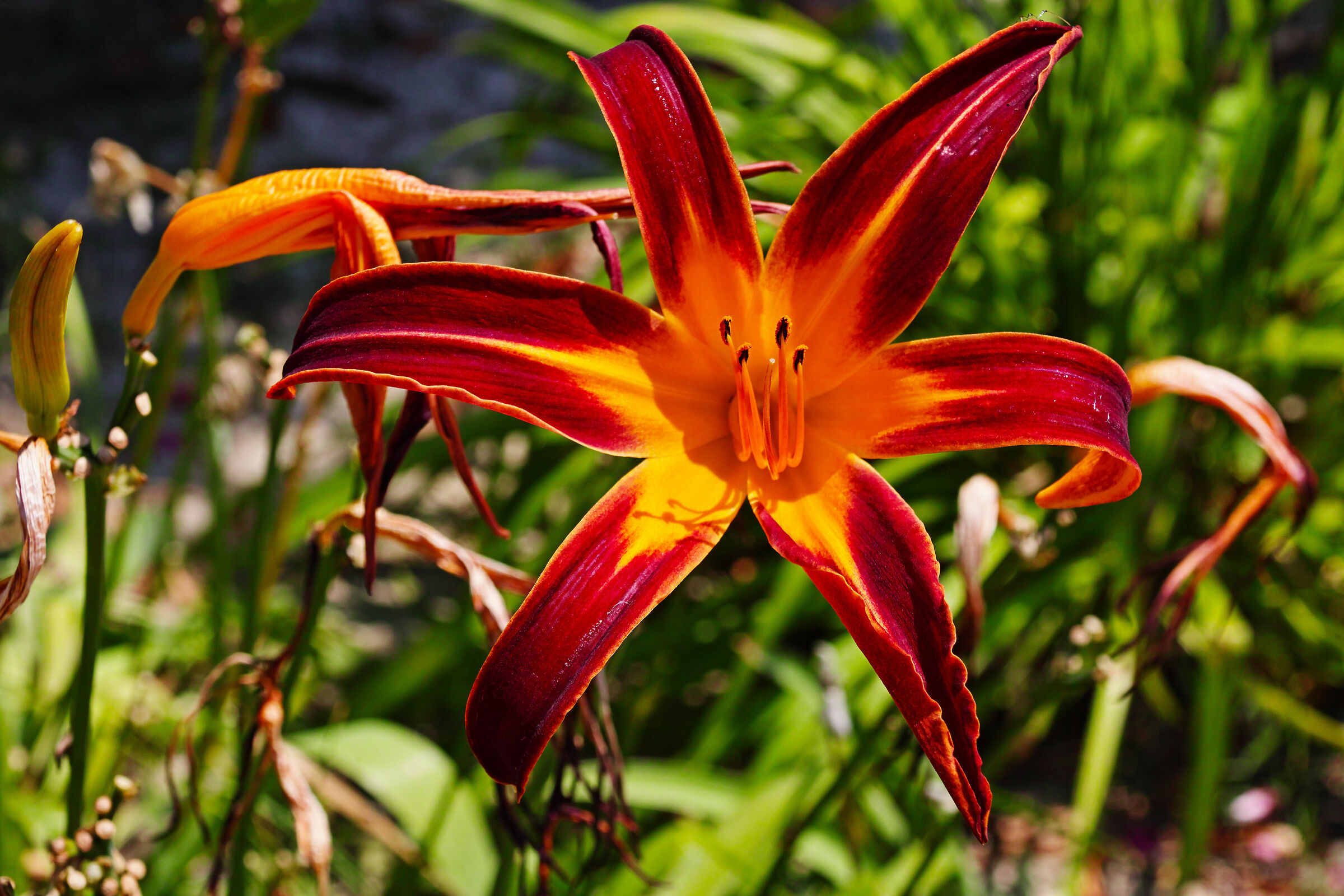 Hemerocallis