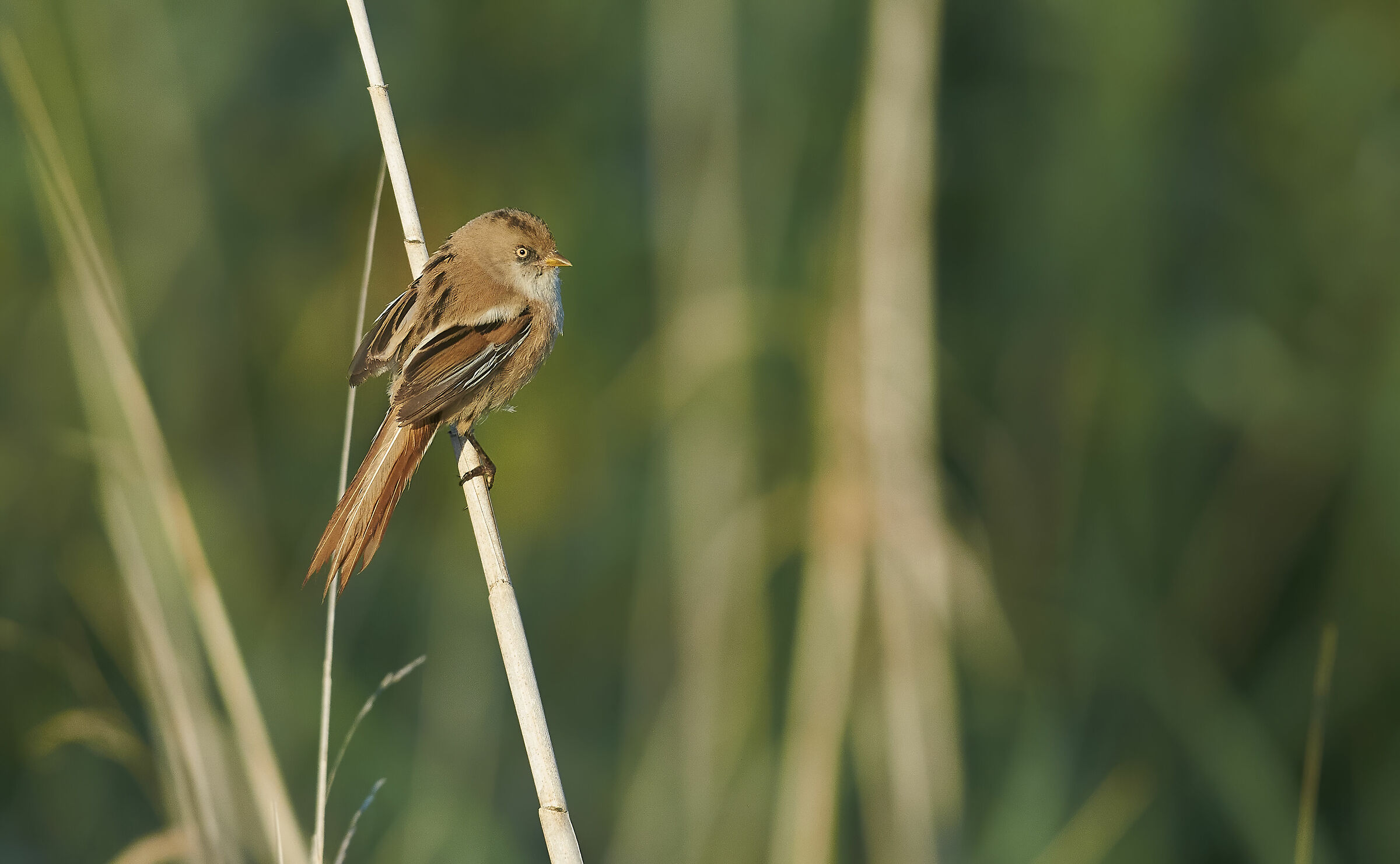 Bearded Reedling
