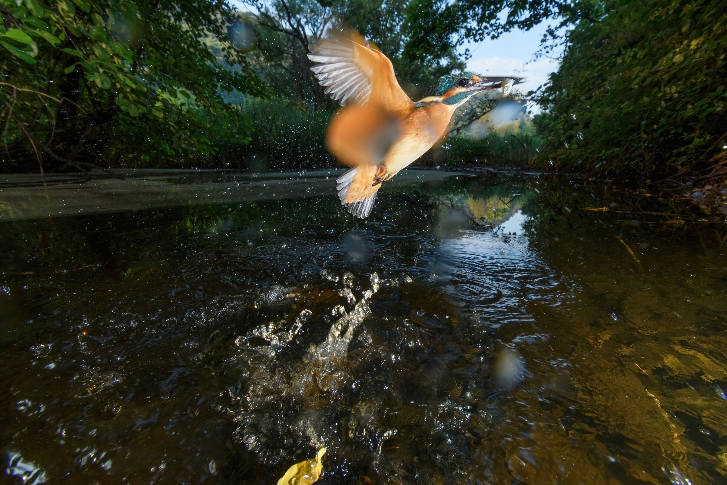 Se c'è la goccia...Martino 15mm