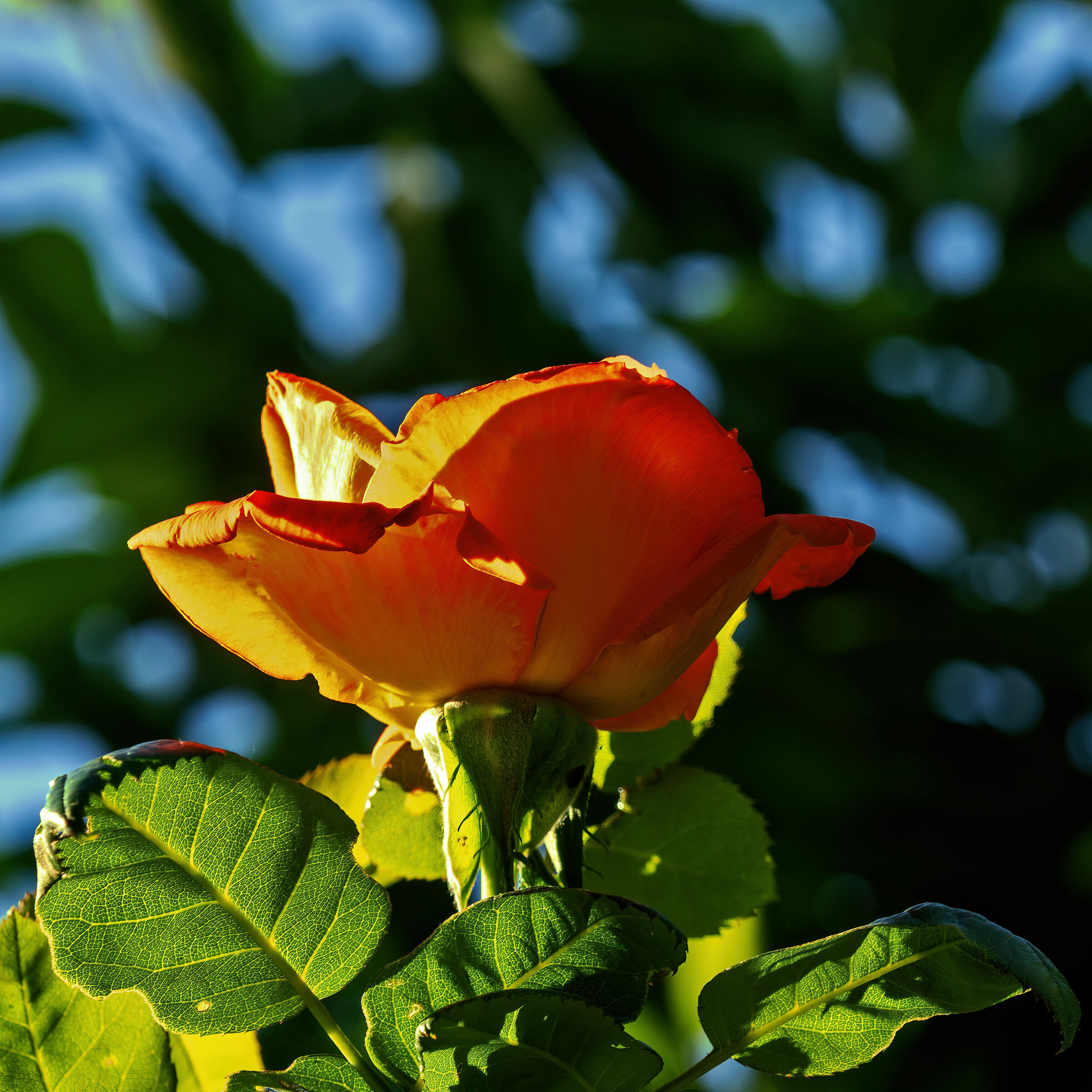 Small rose in backlight