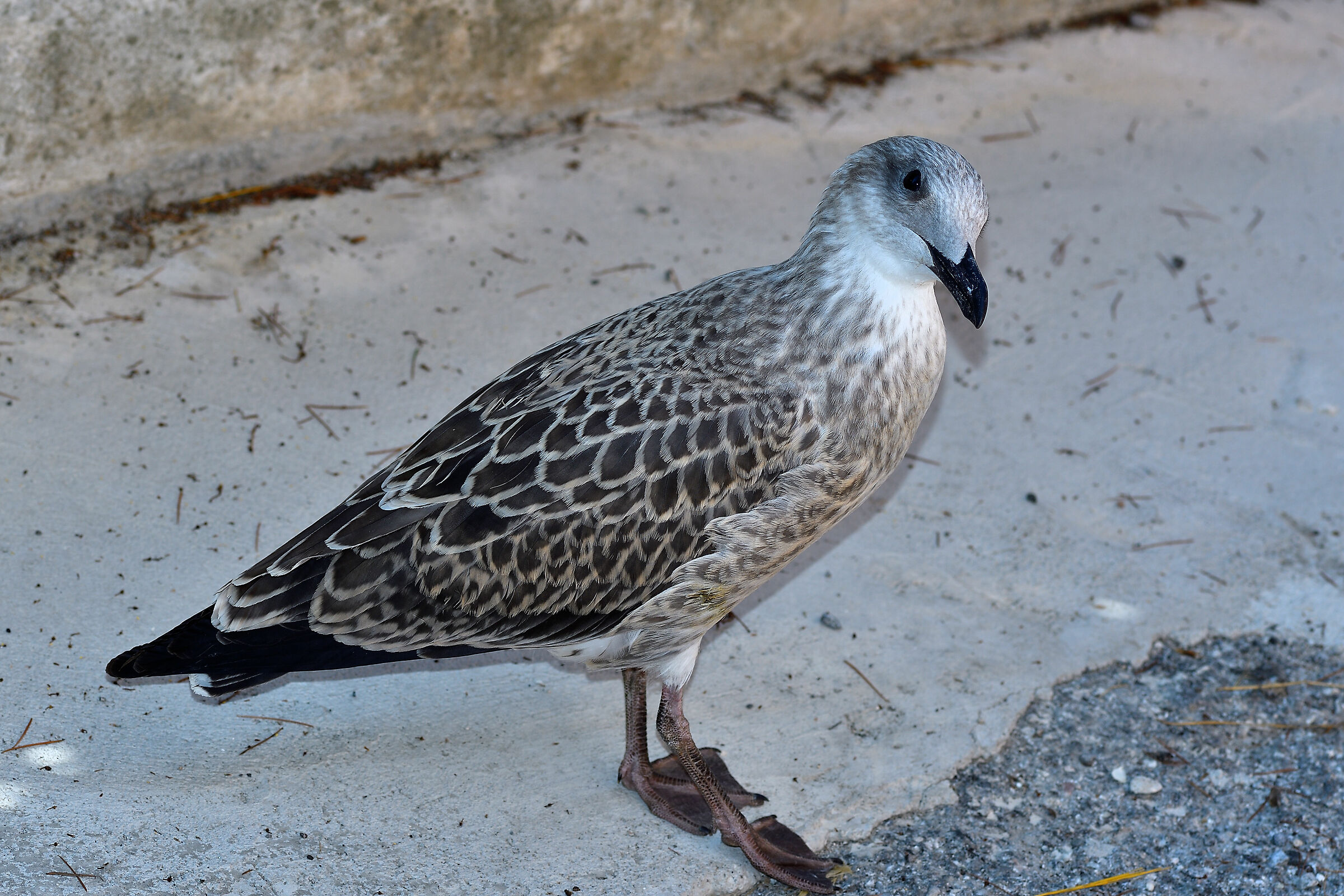 Incontro ravvicinato