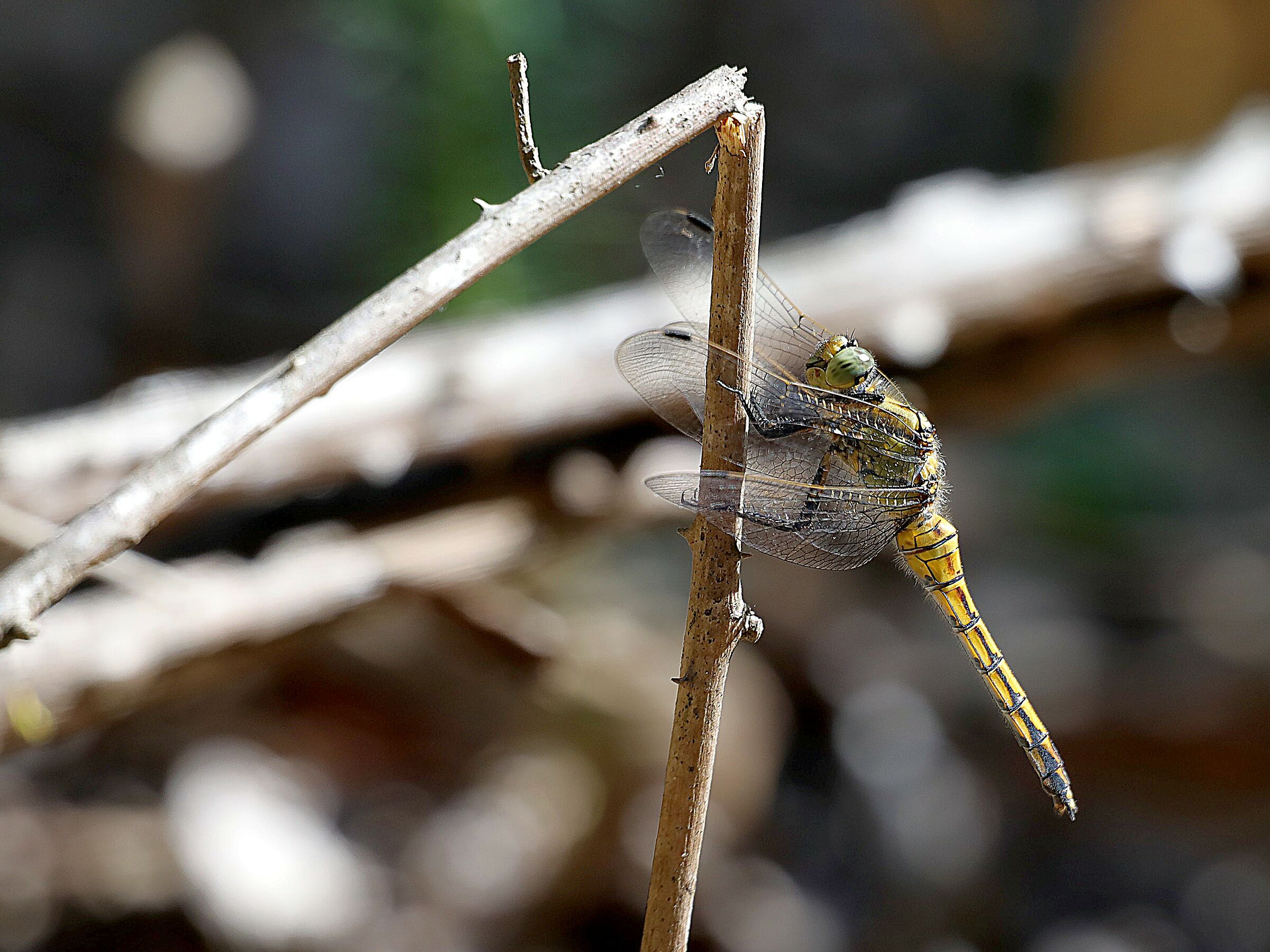 Una macro da lontano