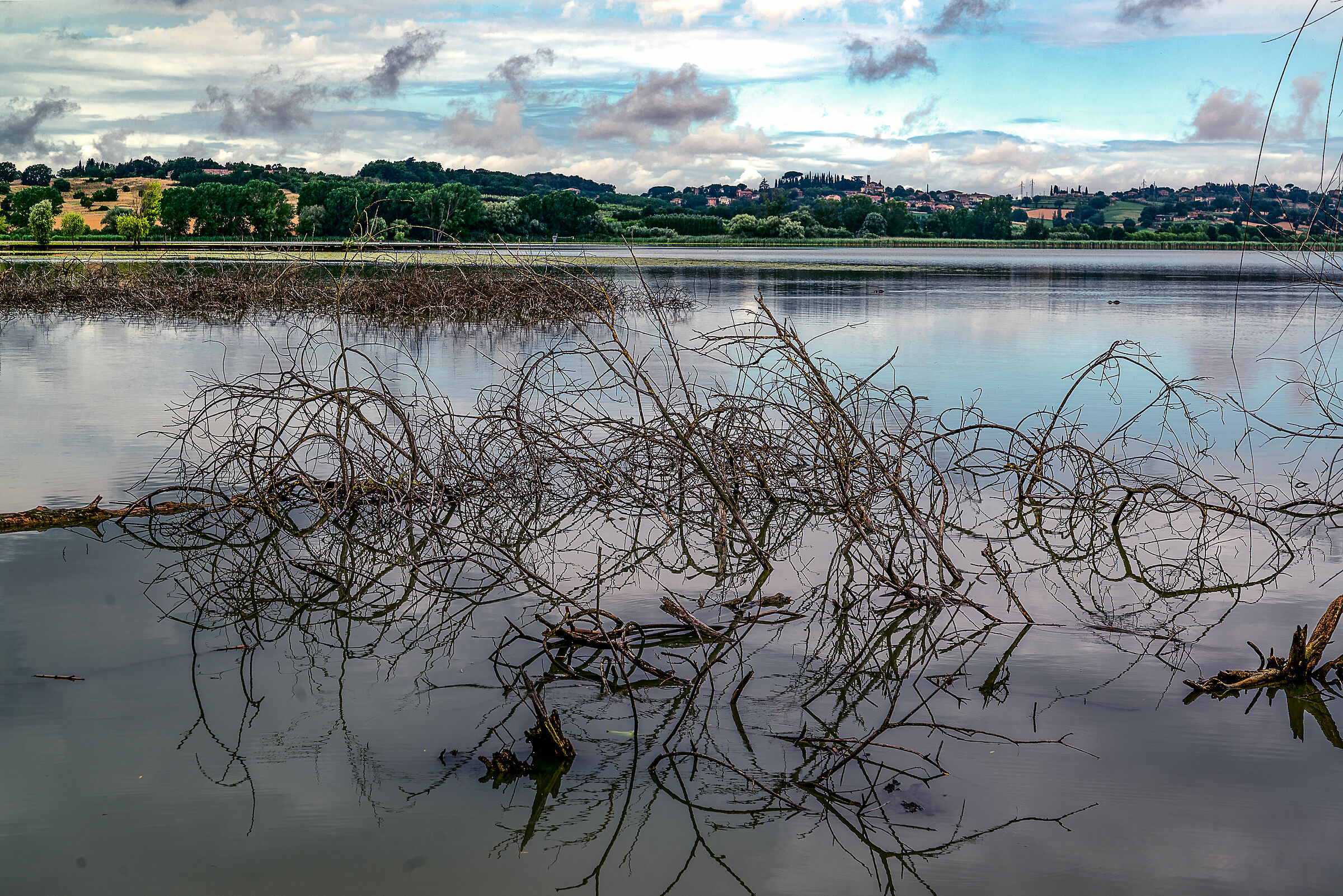 arbusti pubici in lago di chiusi (si)