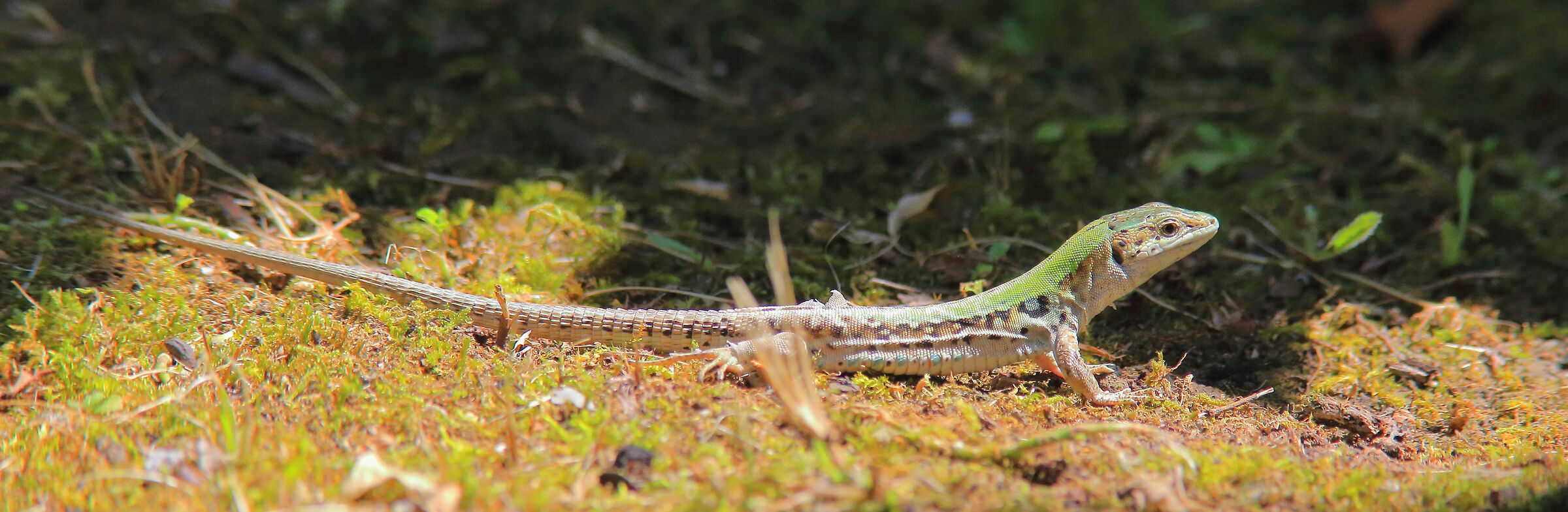 Podarcis siculus cross-country lizard