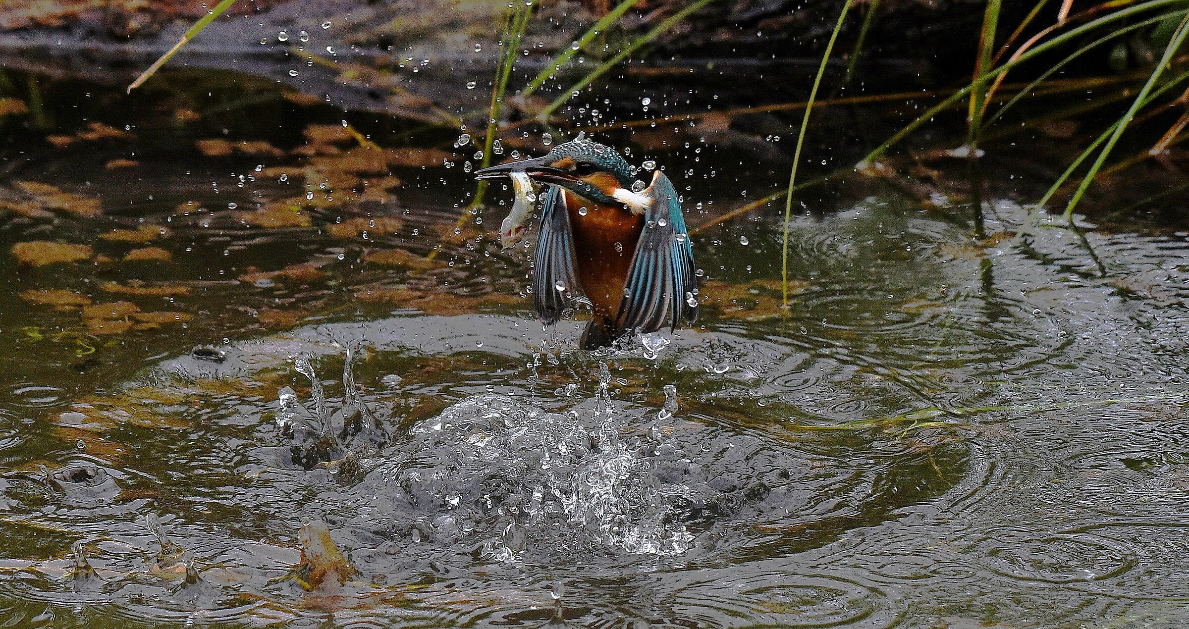 the diving champion and the amateur
