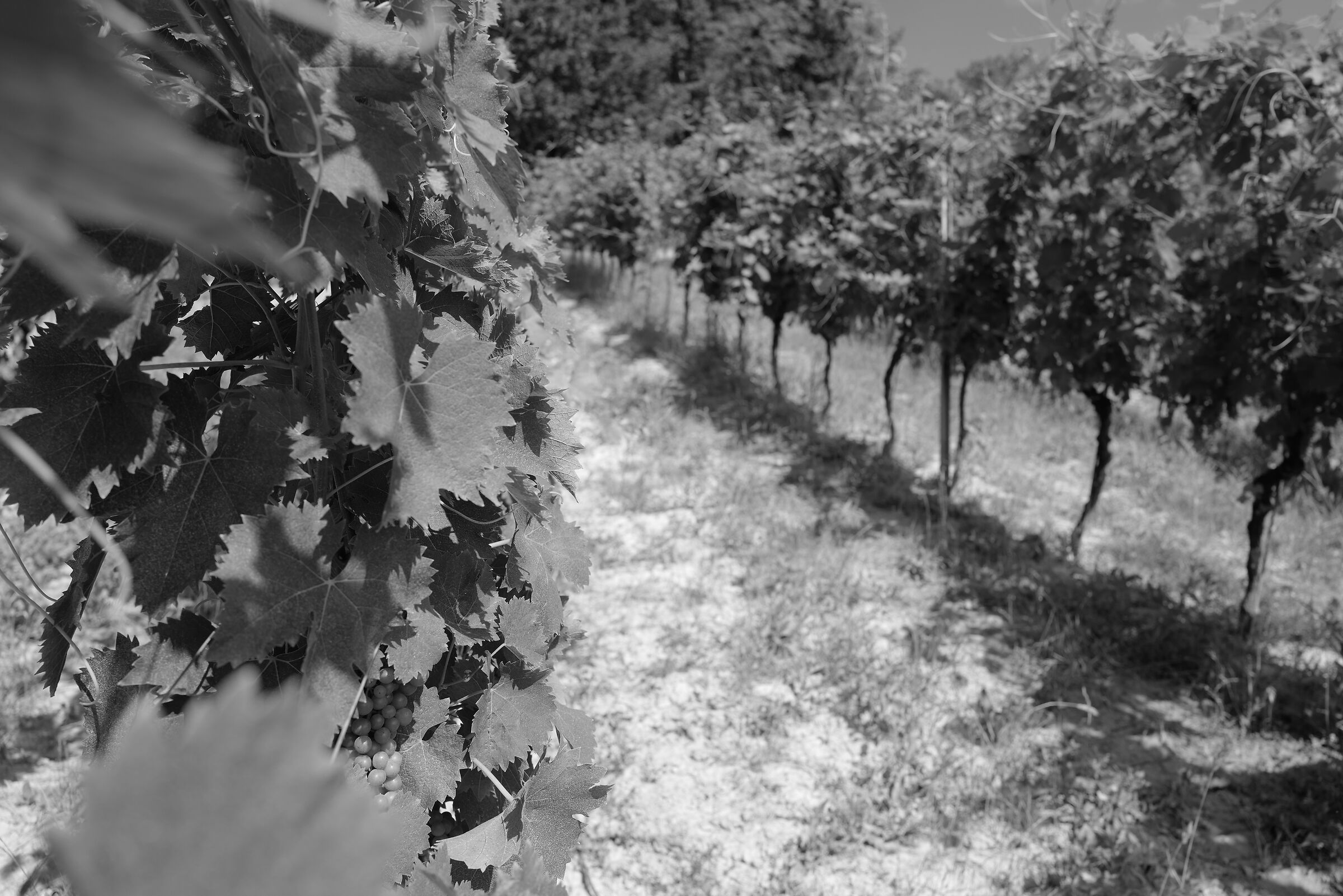 Estate Fontanafredda. The Langa of Barolo.