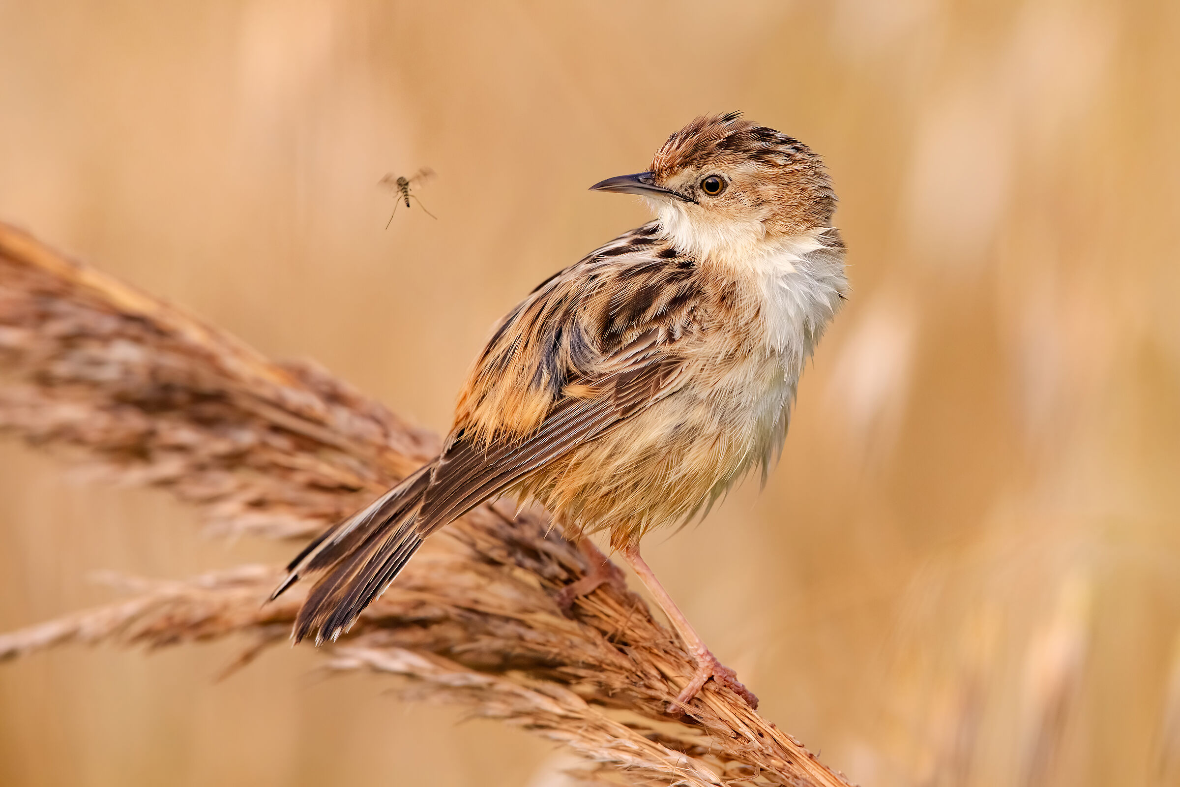 ..il becca e la zanzara...