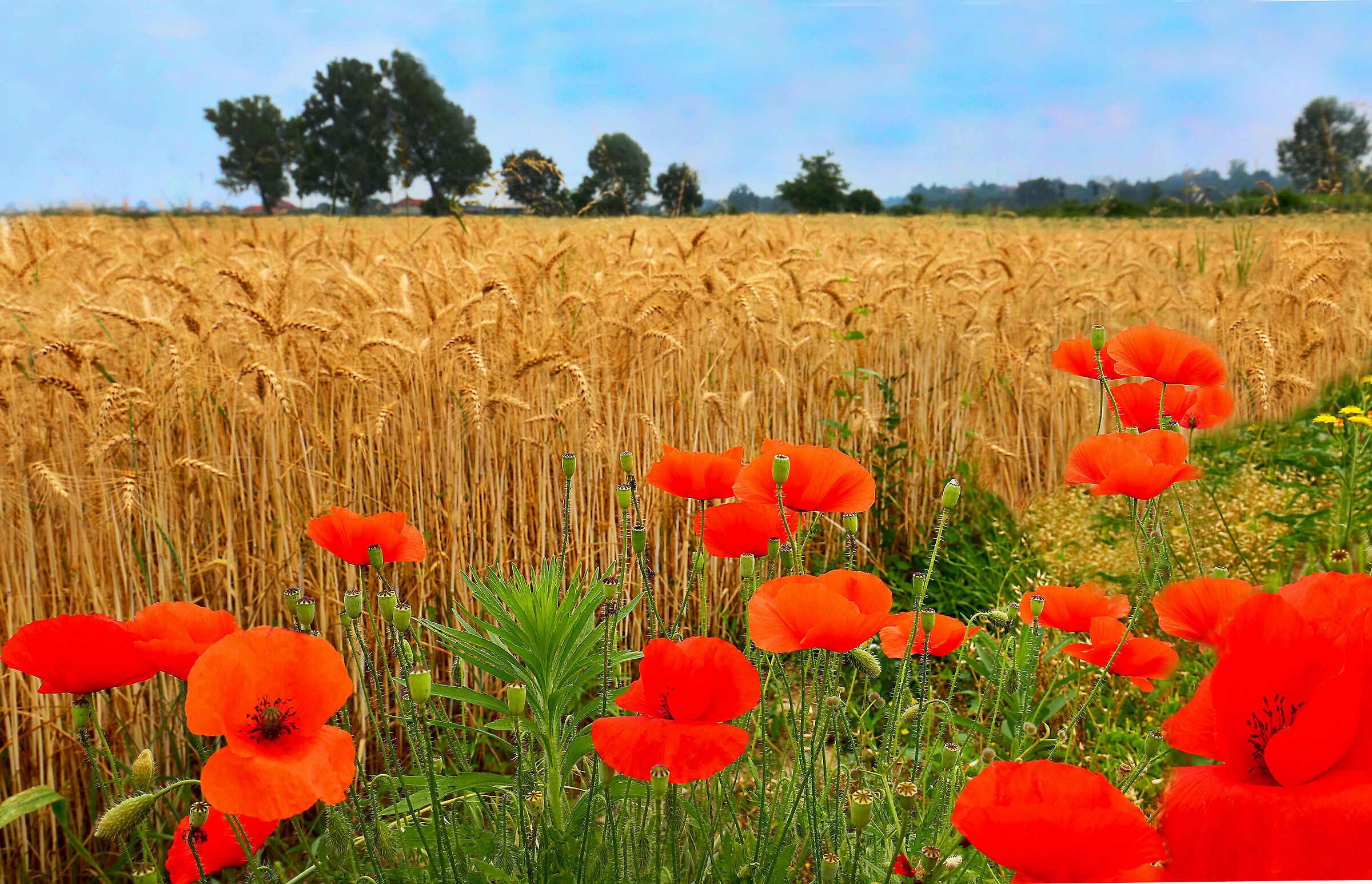 Wheat and Poppies