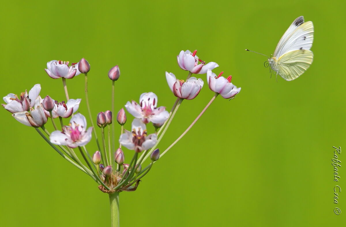Butomus Umbellatus in paddy