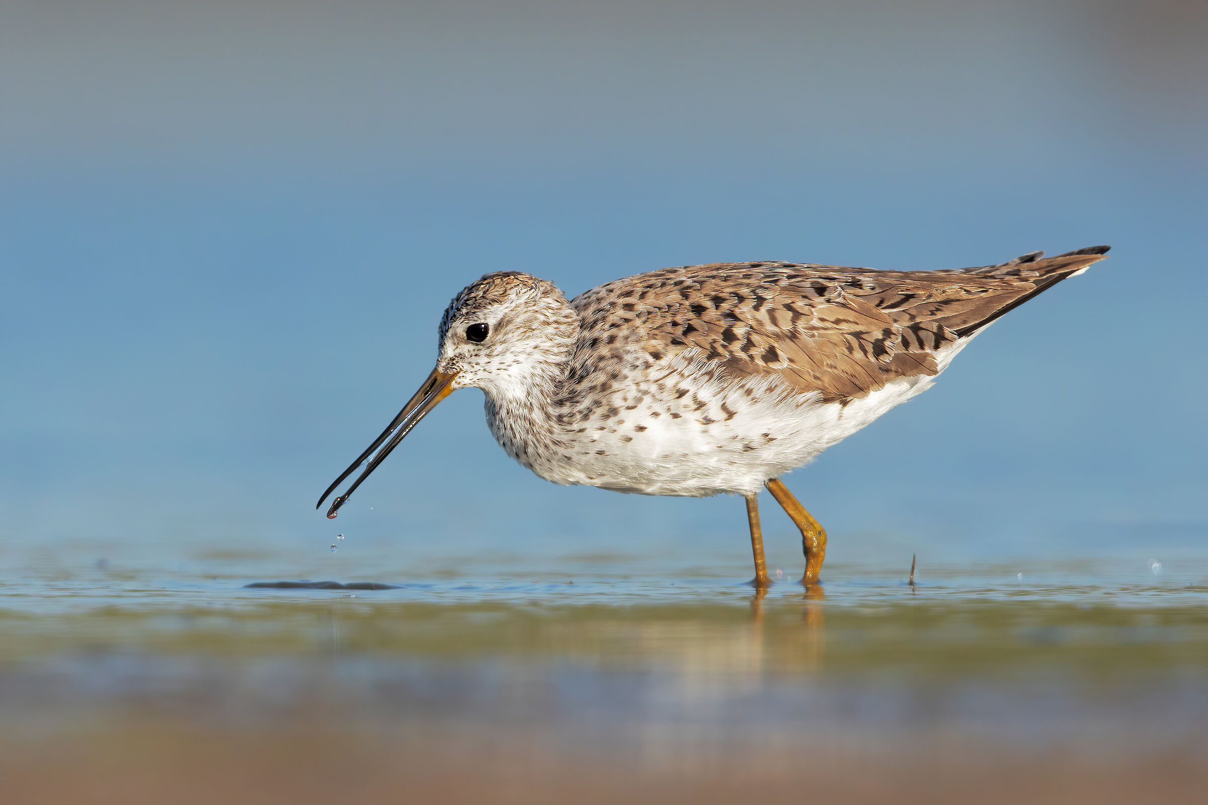 a precious catch......