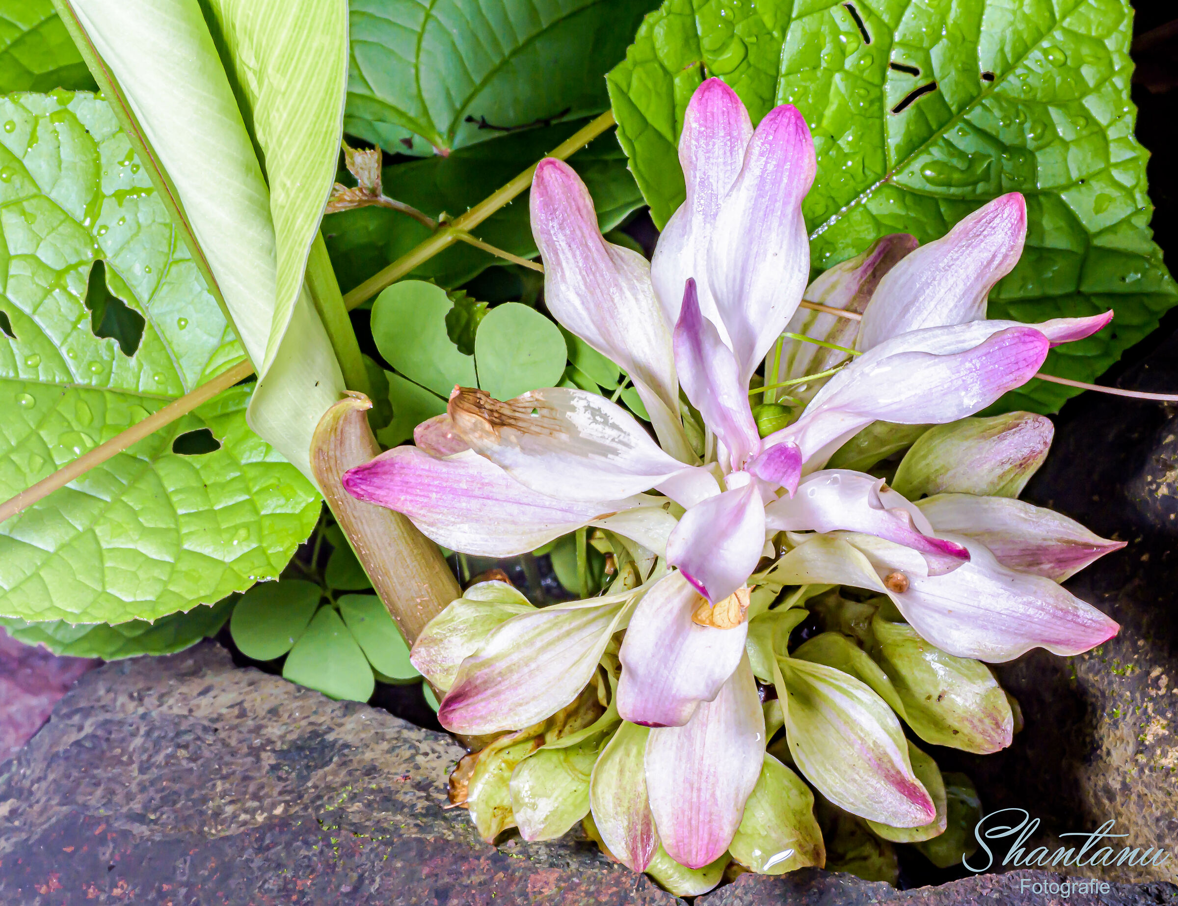 Fiore di curcuma selvatico