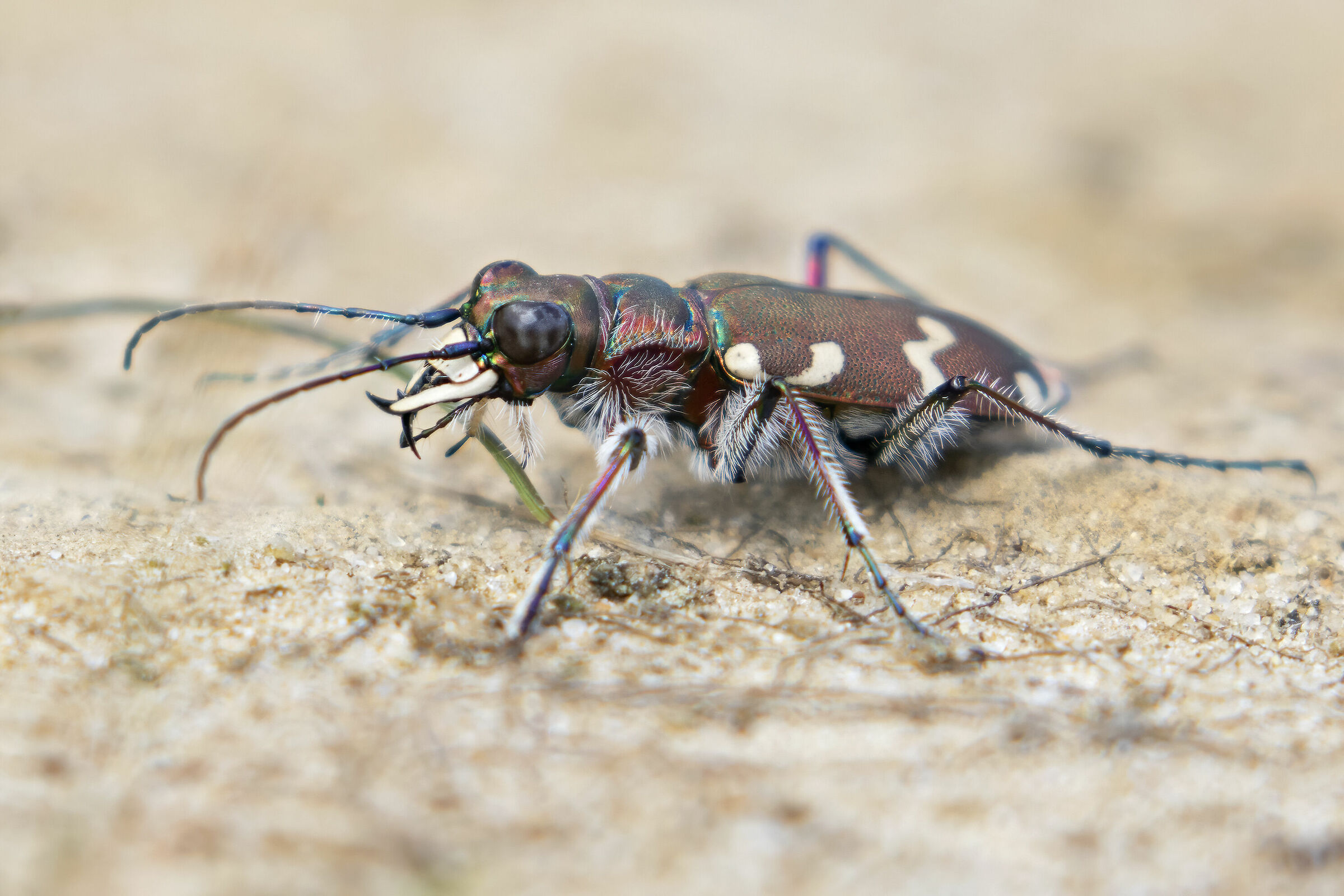 Cicindela hybrida