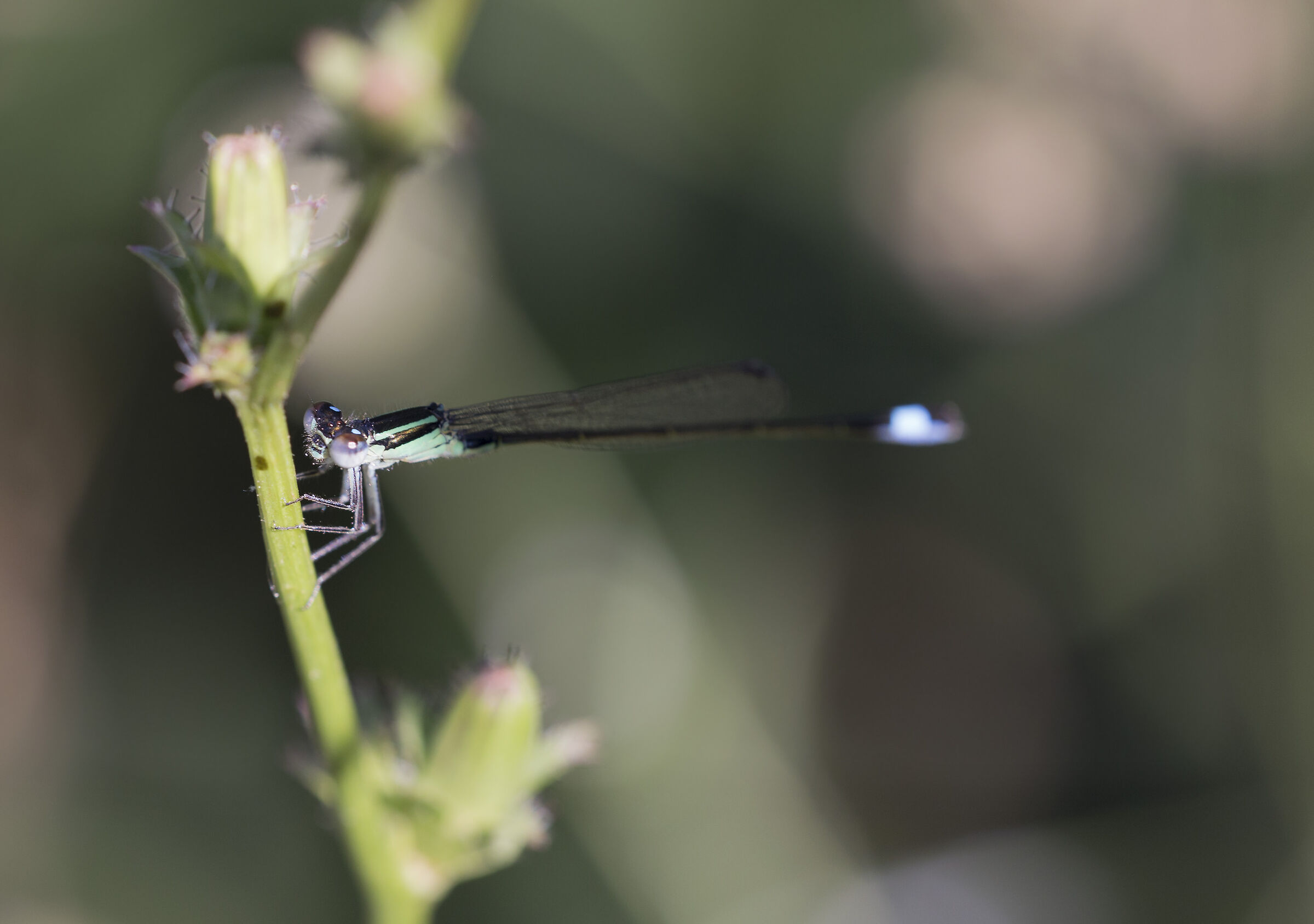 inaspettata compagnia