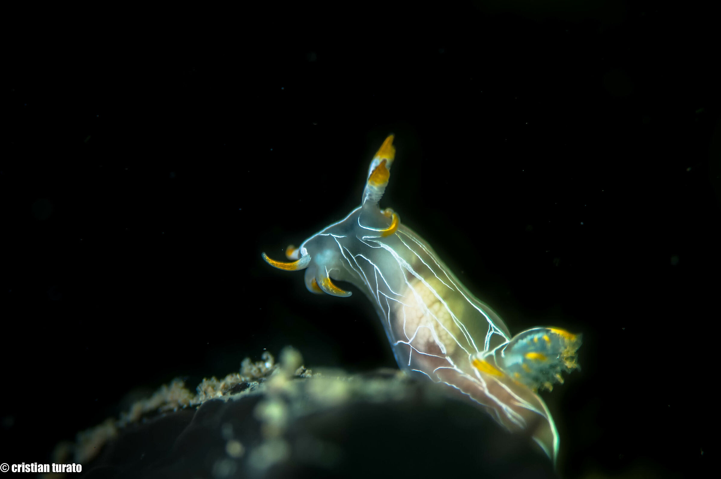 nudibranco