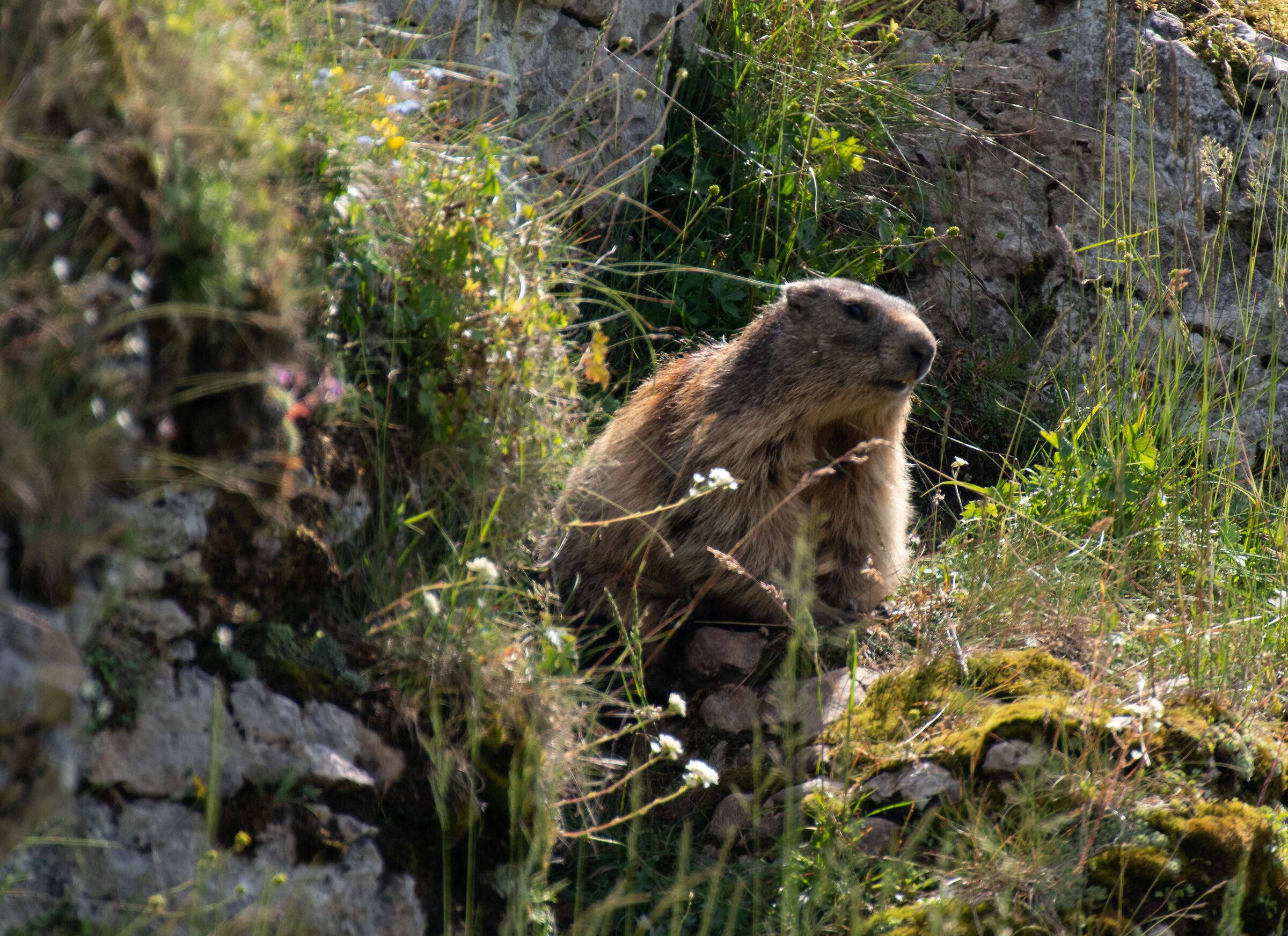 Marmot in Lessinia